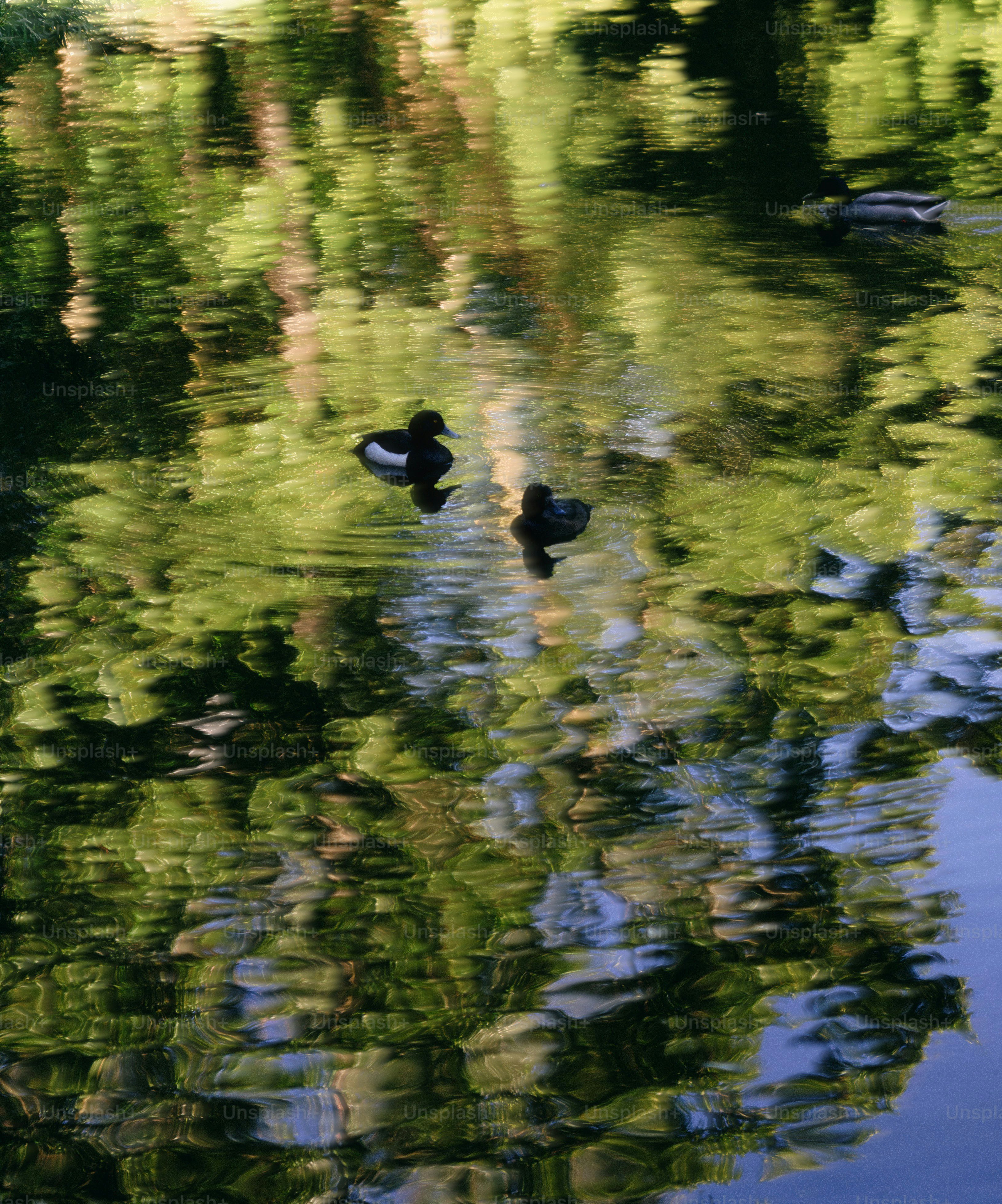Enten schwimmen in einem Teich mit grünen Reflexen.