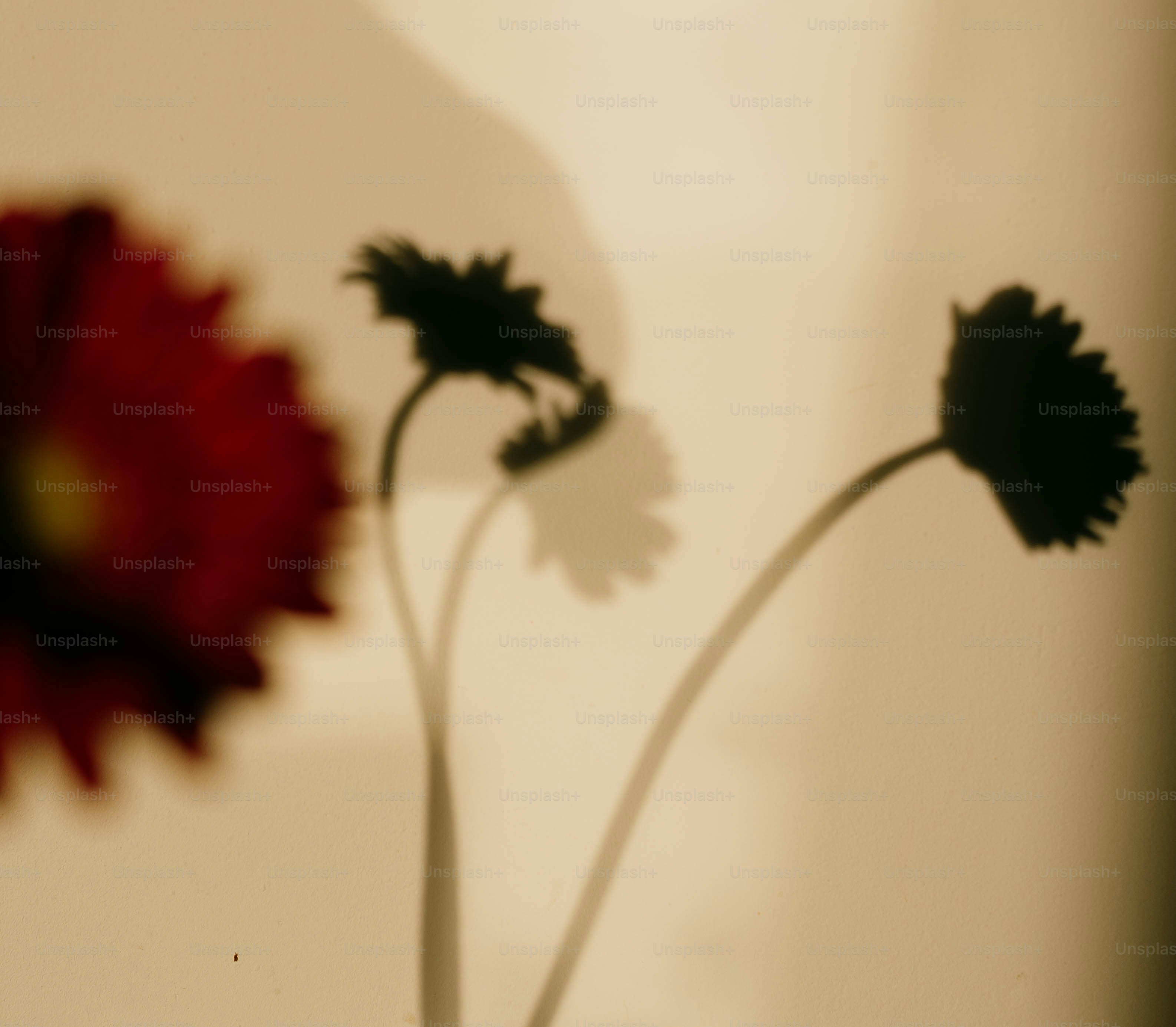 Rote Blume mit Schatten an der Wand.