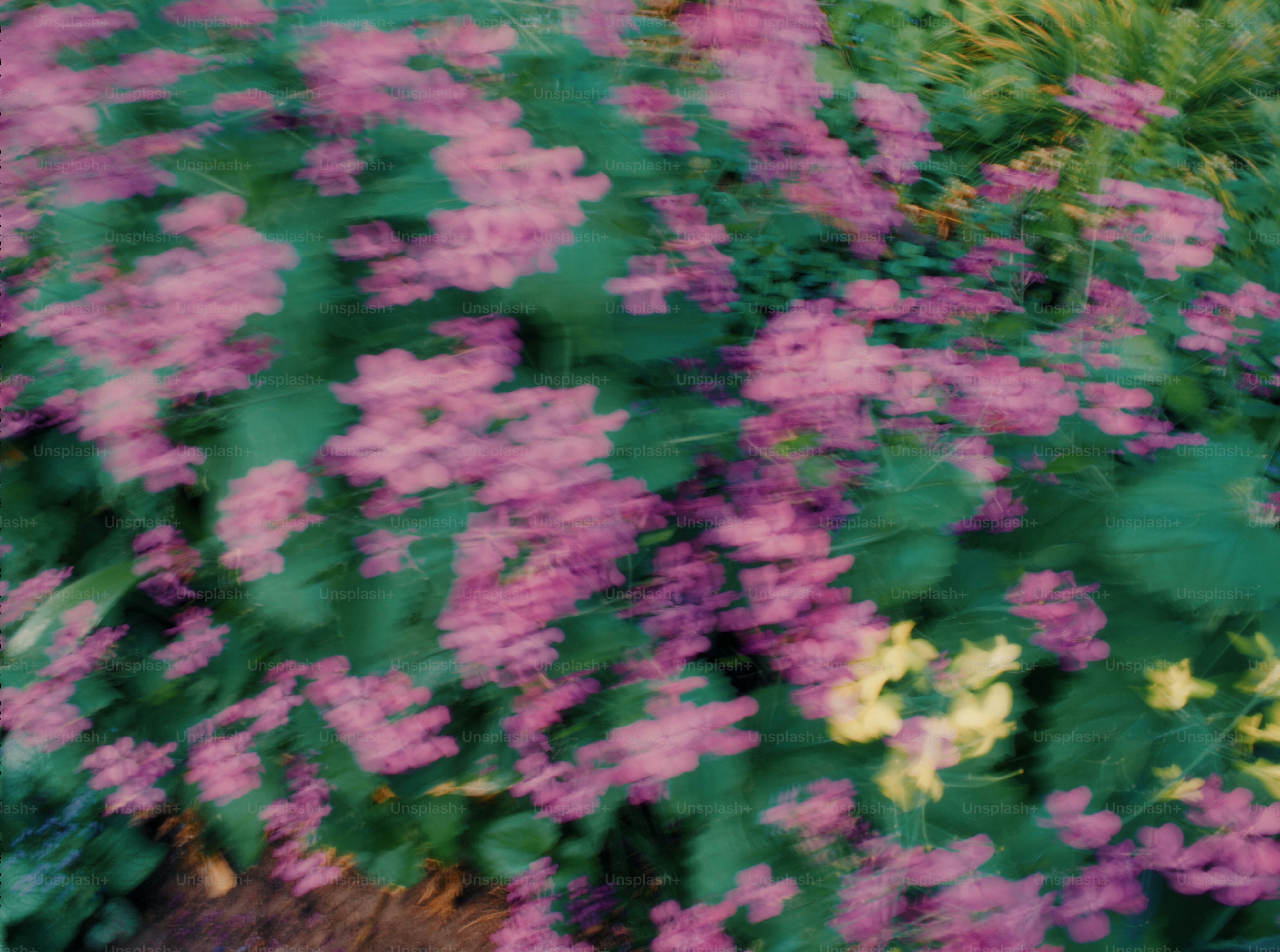 Rosa Blumen blühen inmitten von üppigem Grün.