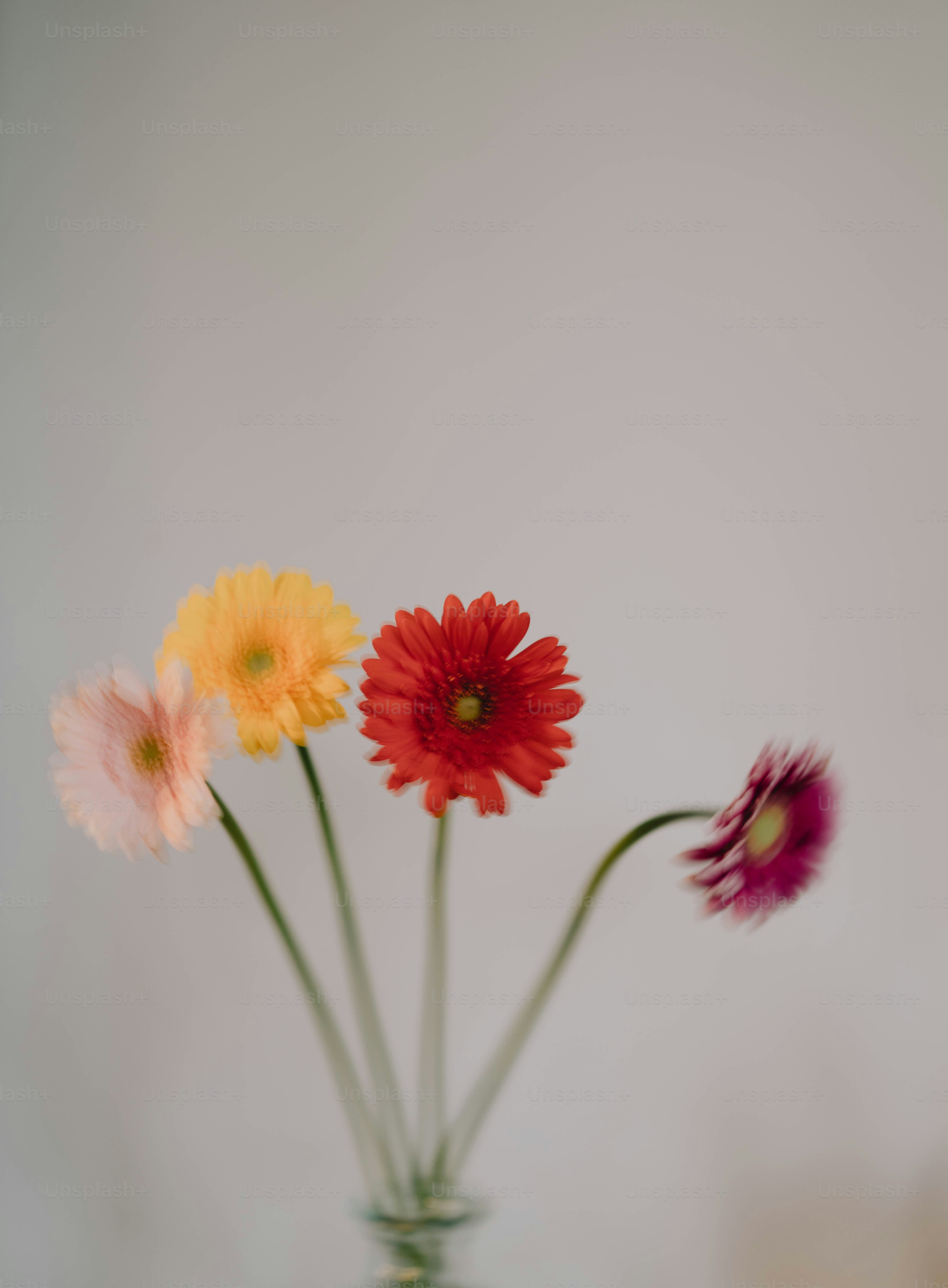 Lebendige Gerbera-Gänseblümchen in einer Vase, wunderschön präsentiert.