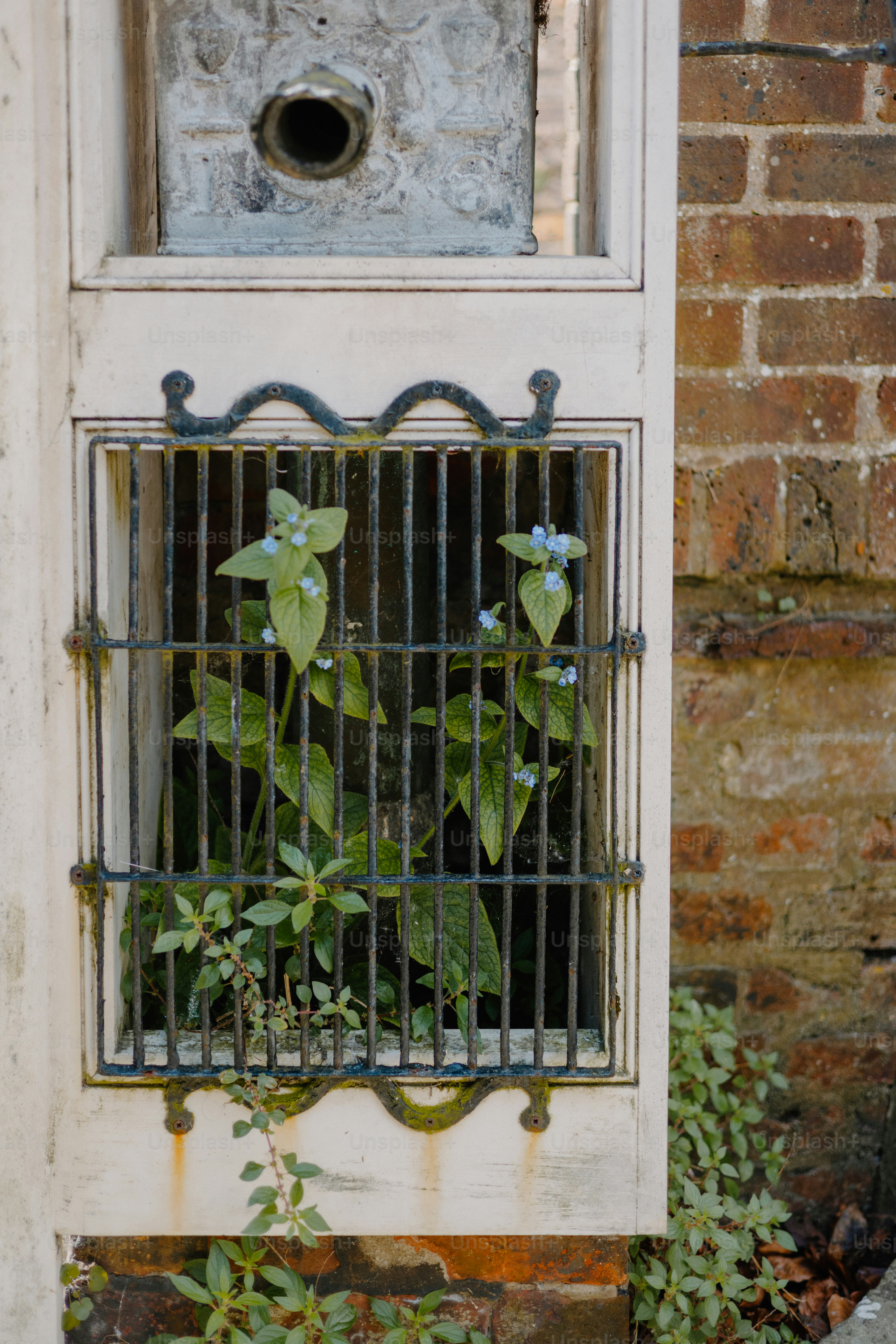 Pflanzen wachsen durch ein Fenstergitter.