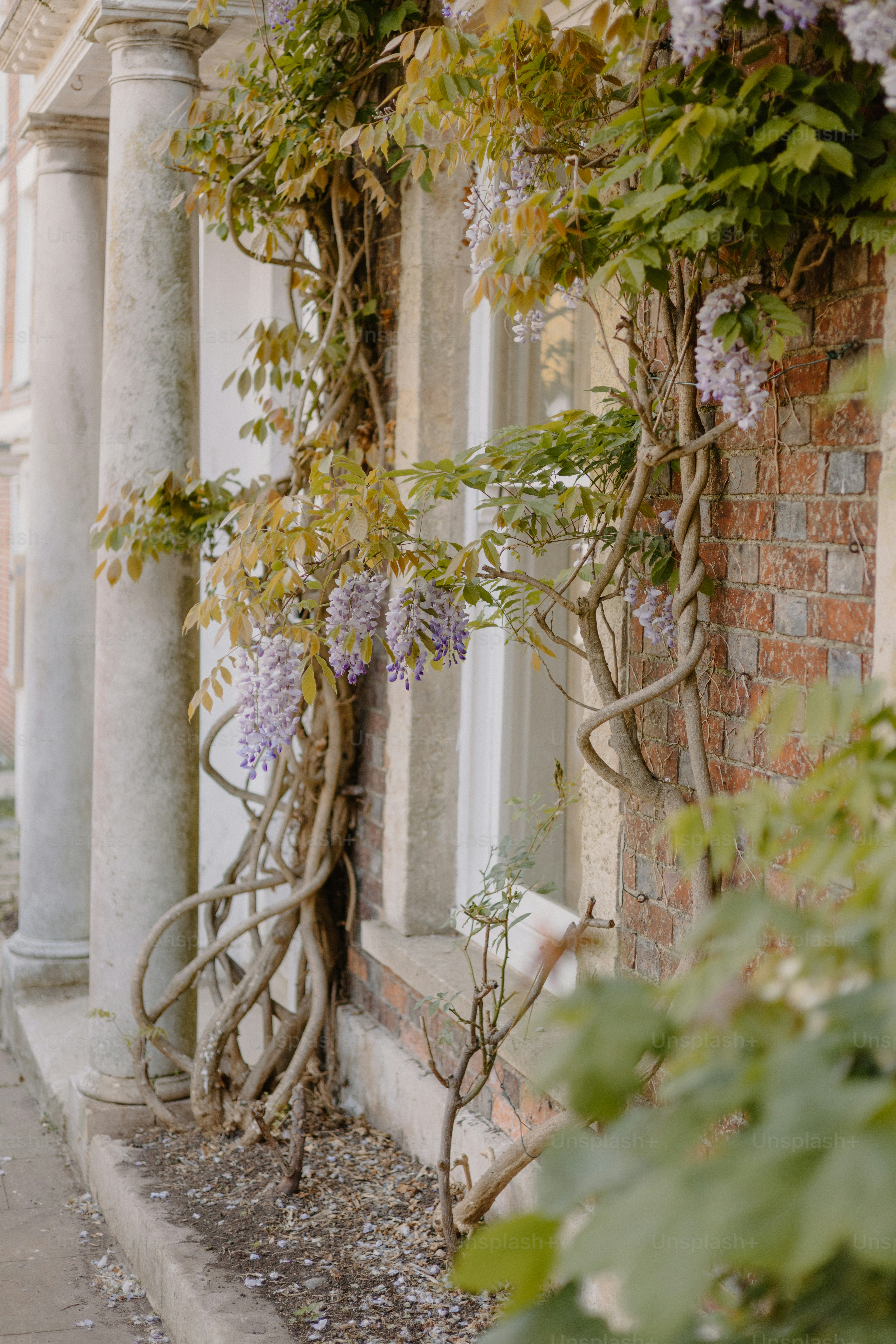 Wisteria gracefully climbs a building's facade.