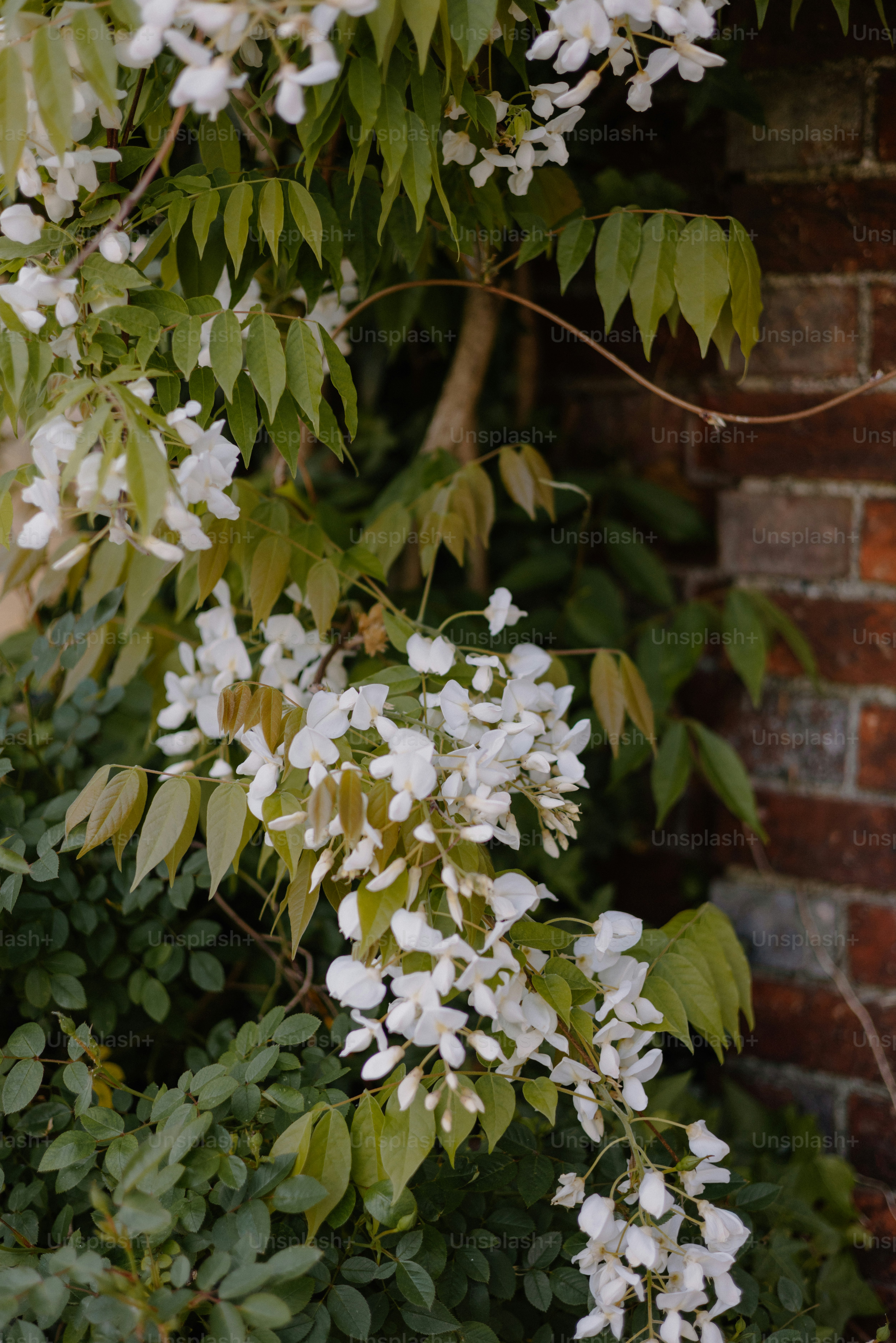 White flowers and green leaves climb a brick wall.