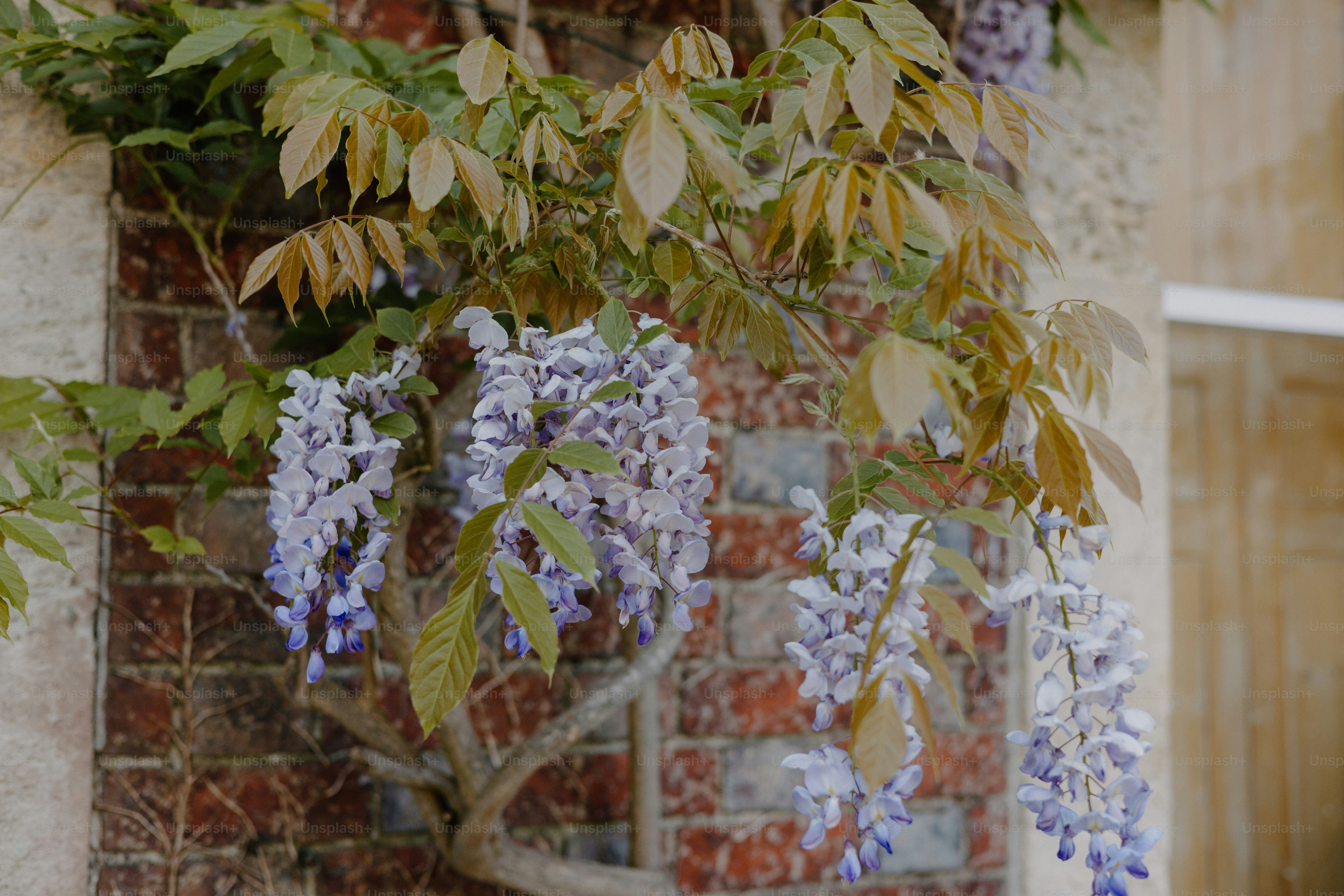 Imágenes de Flor De Glicina | Descarga imágenes gratuitas en Unsplash, image size:3000x2001