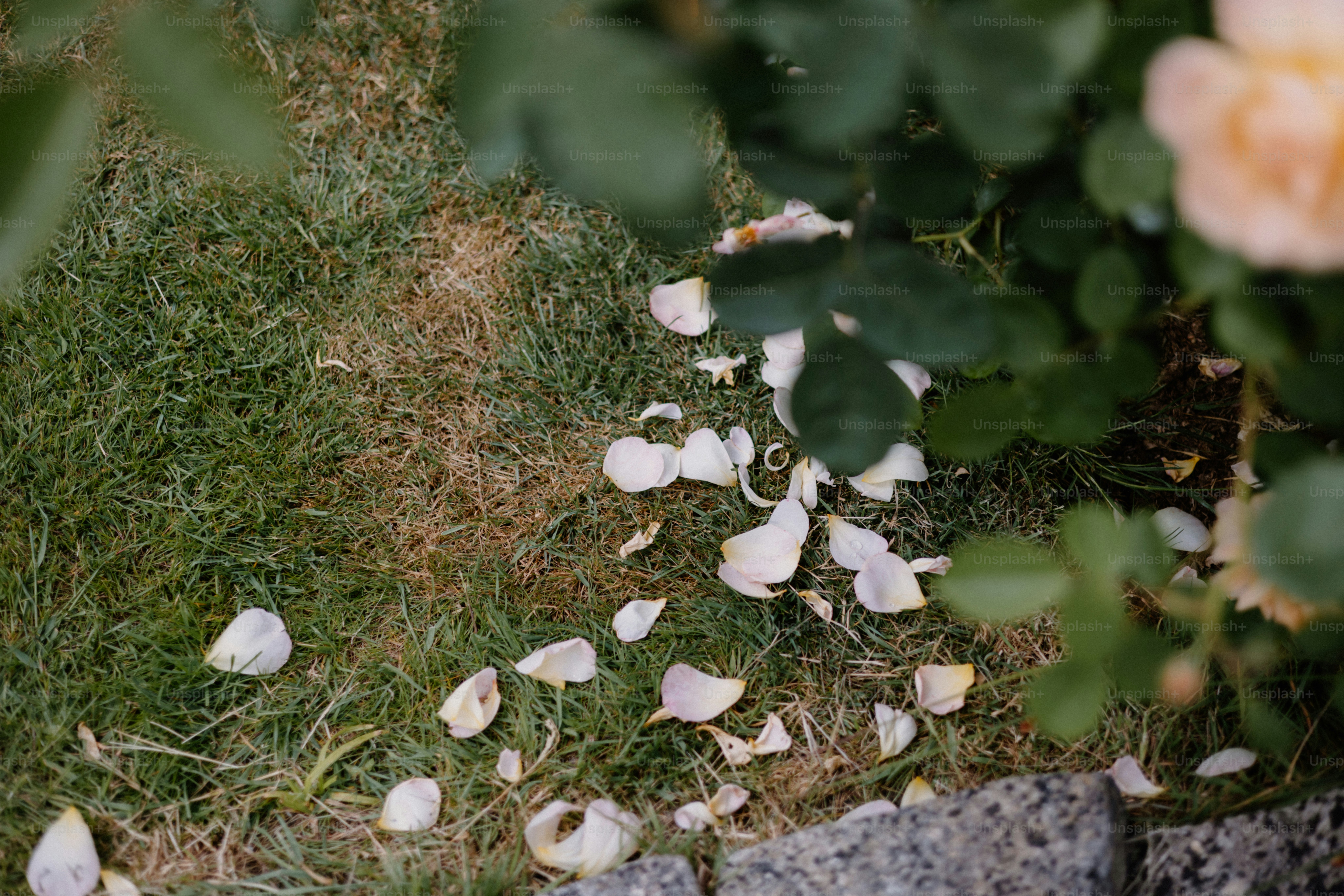 Petals Falling Pictures | Download Free Images on Unsplash