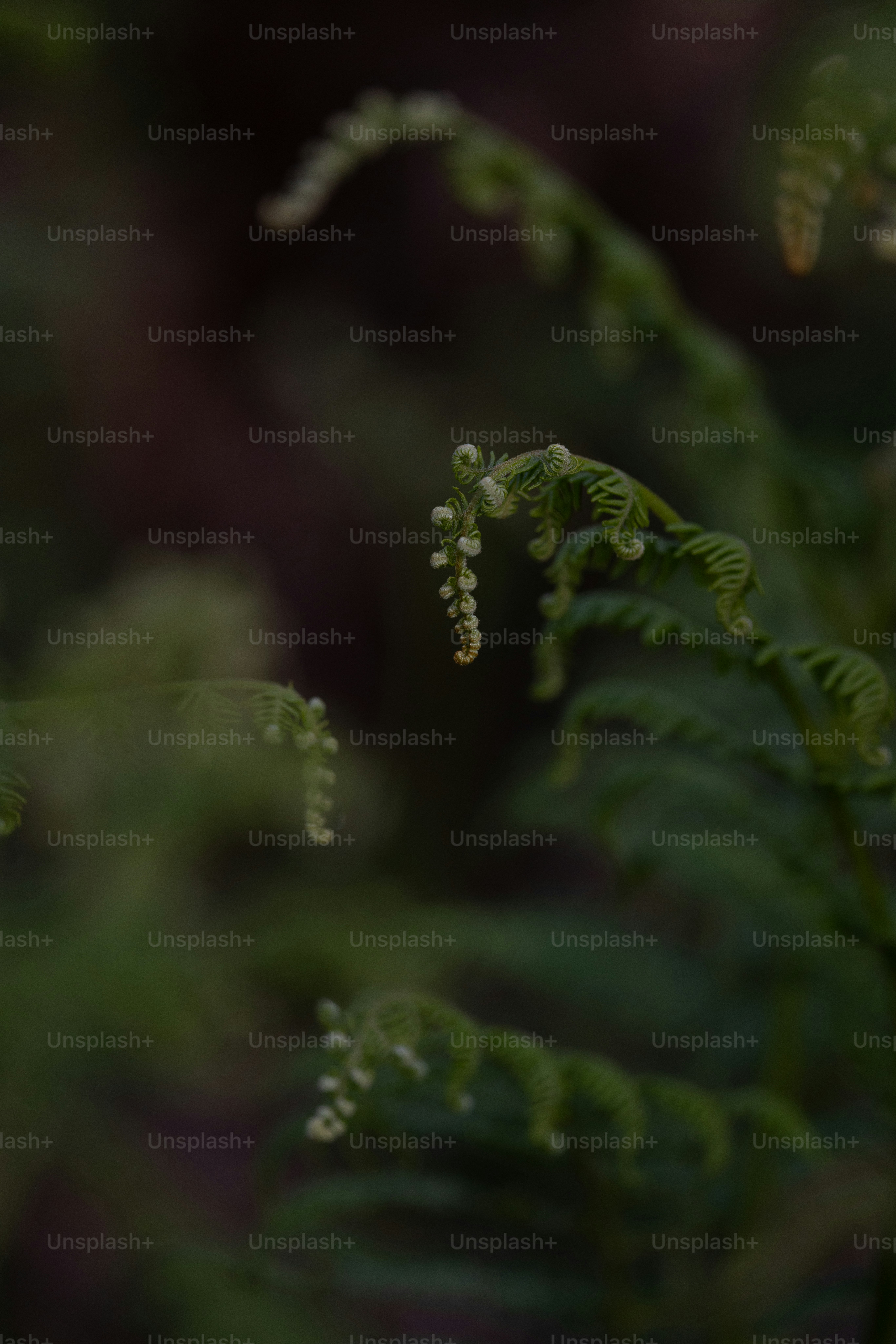 Close-up of fresh, unfurling fern fronds.