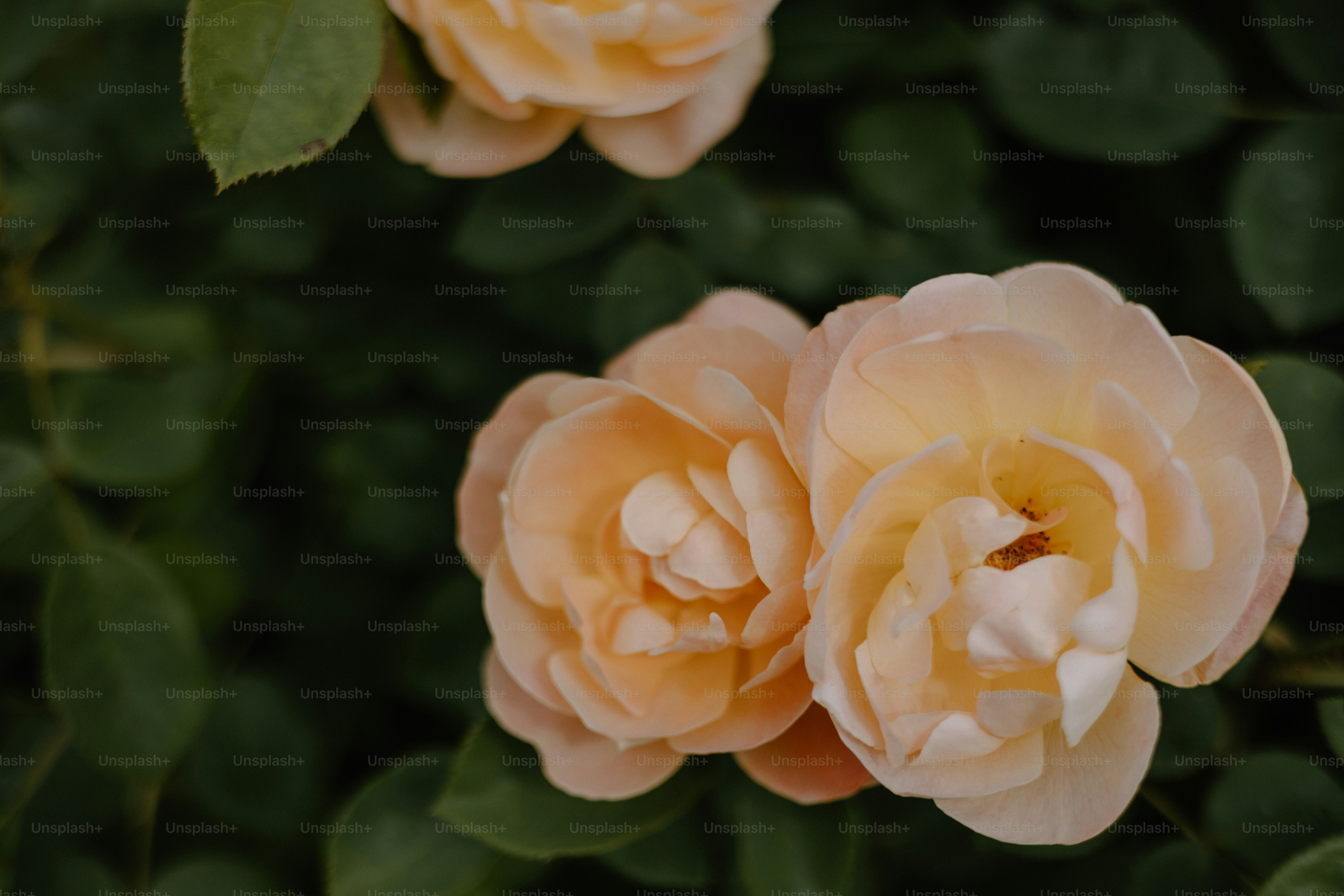 Peach roses bloom beautifully among green leaves.