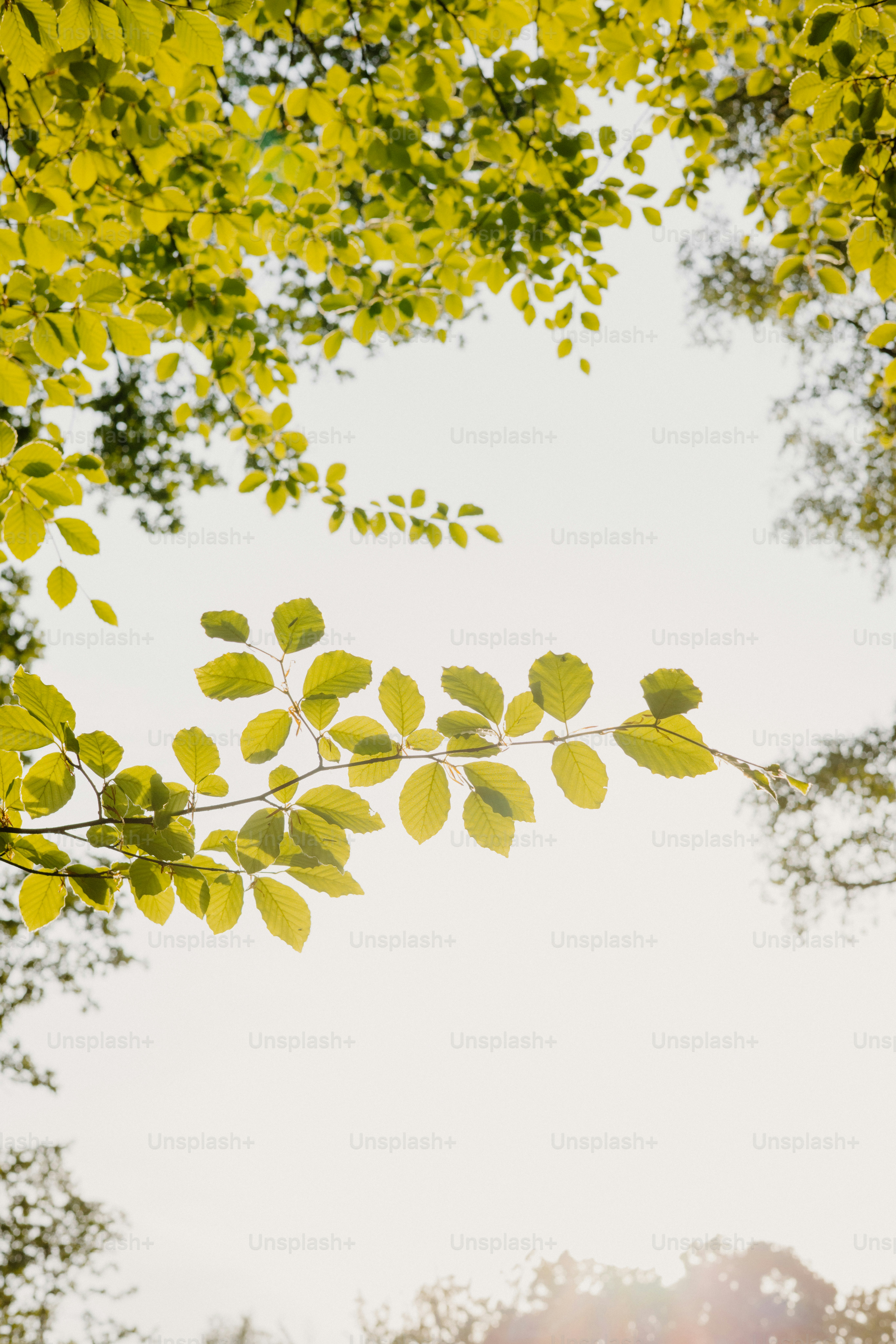 Sunlight shines through vibrant green leaves.