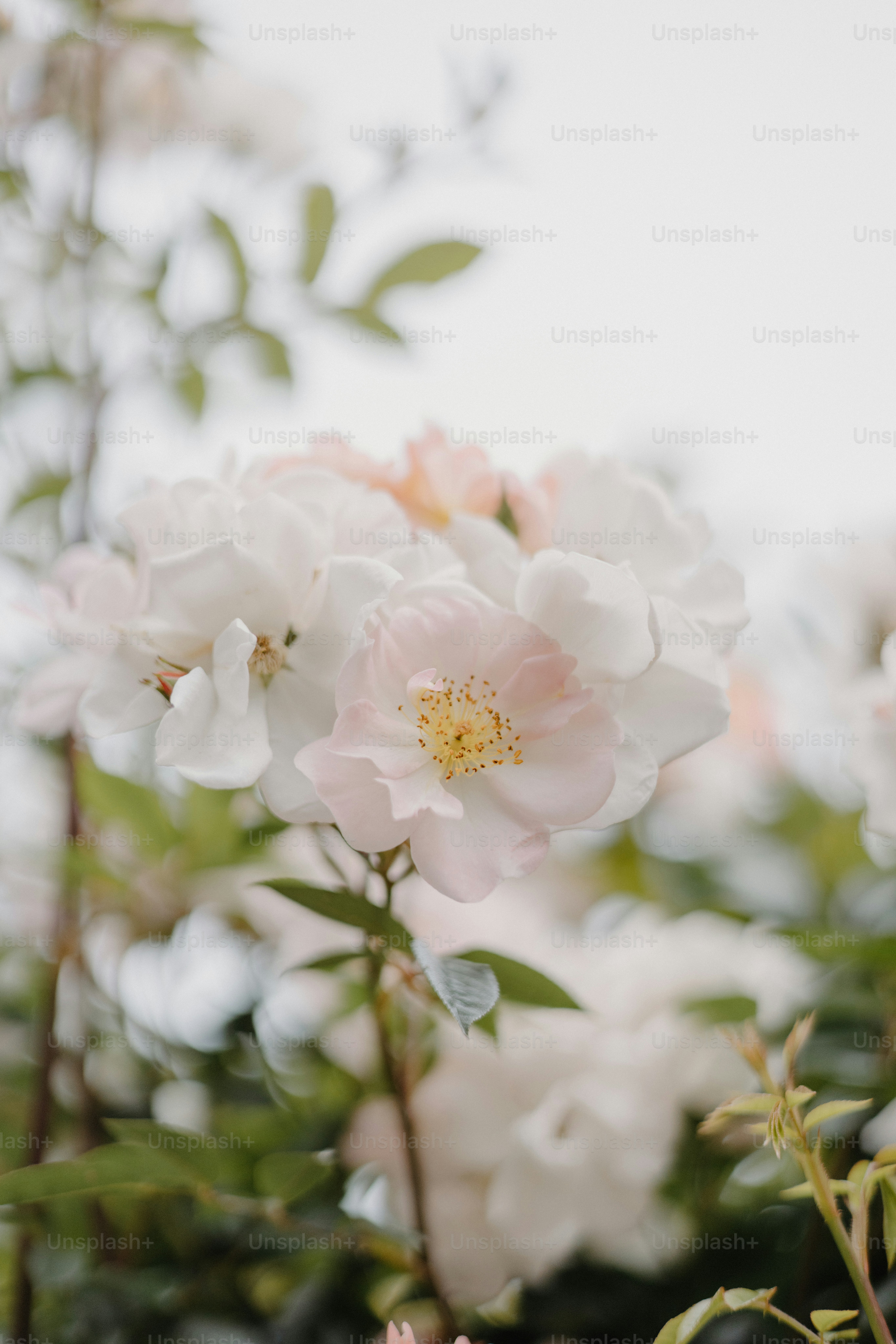 Delicate white and pink roses bloom gracefully.