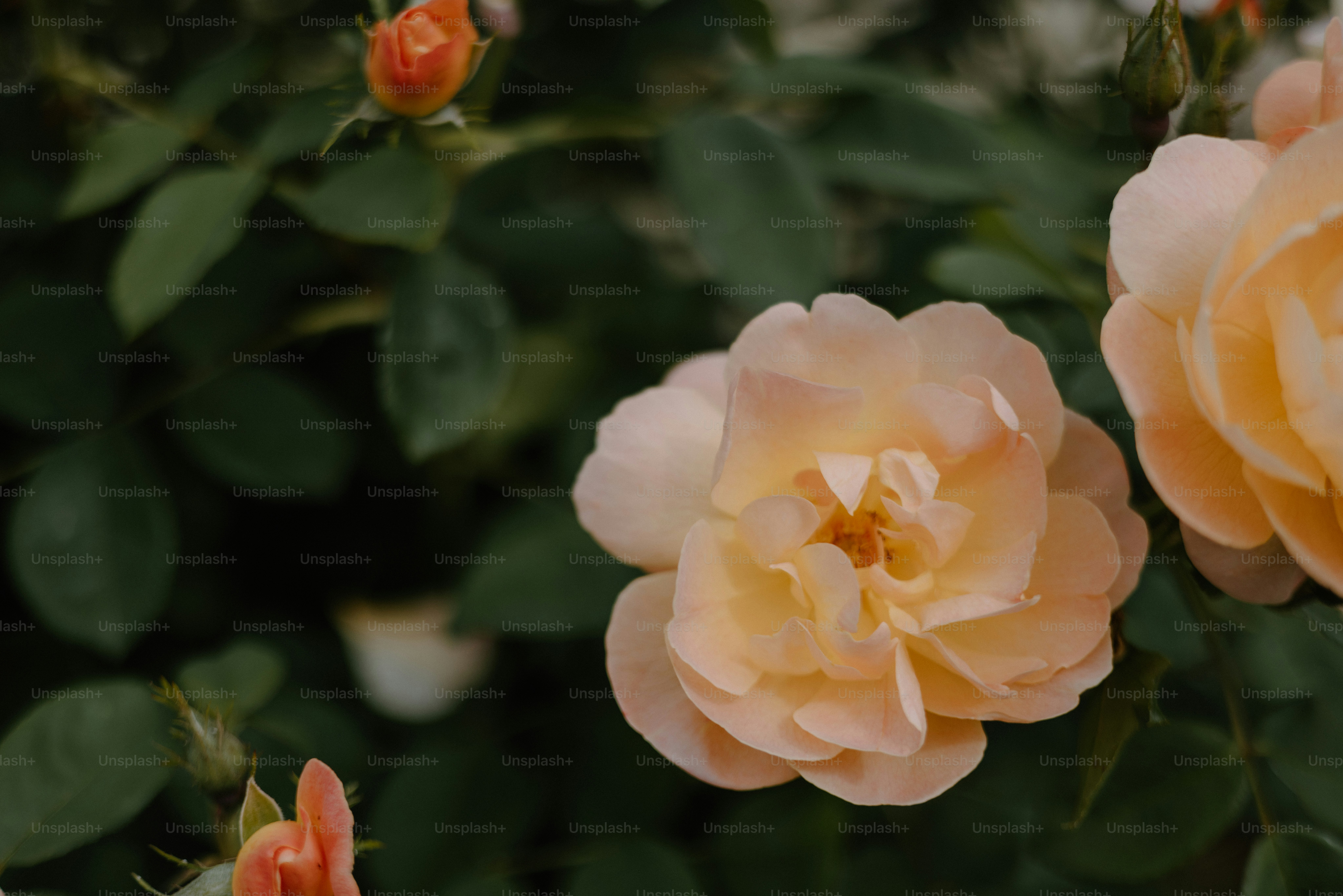 Peach-colored roses bloom amidst green leaves.
