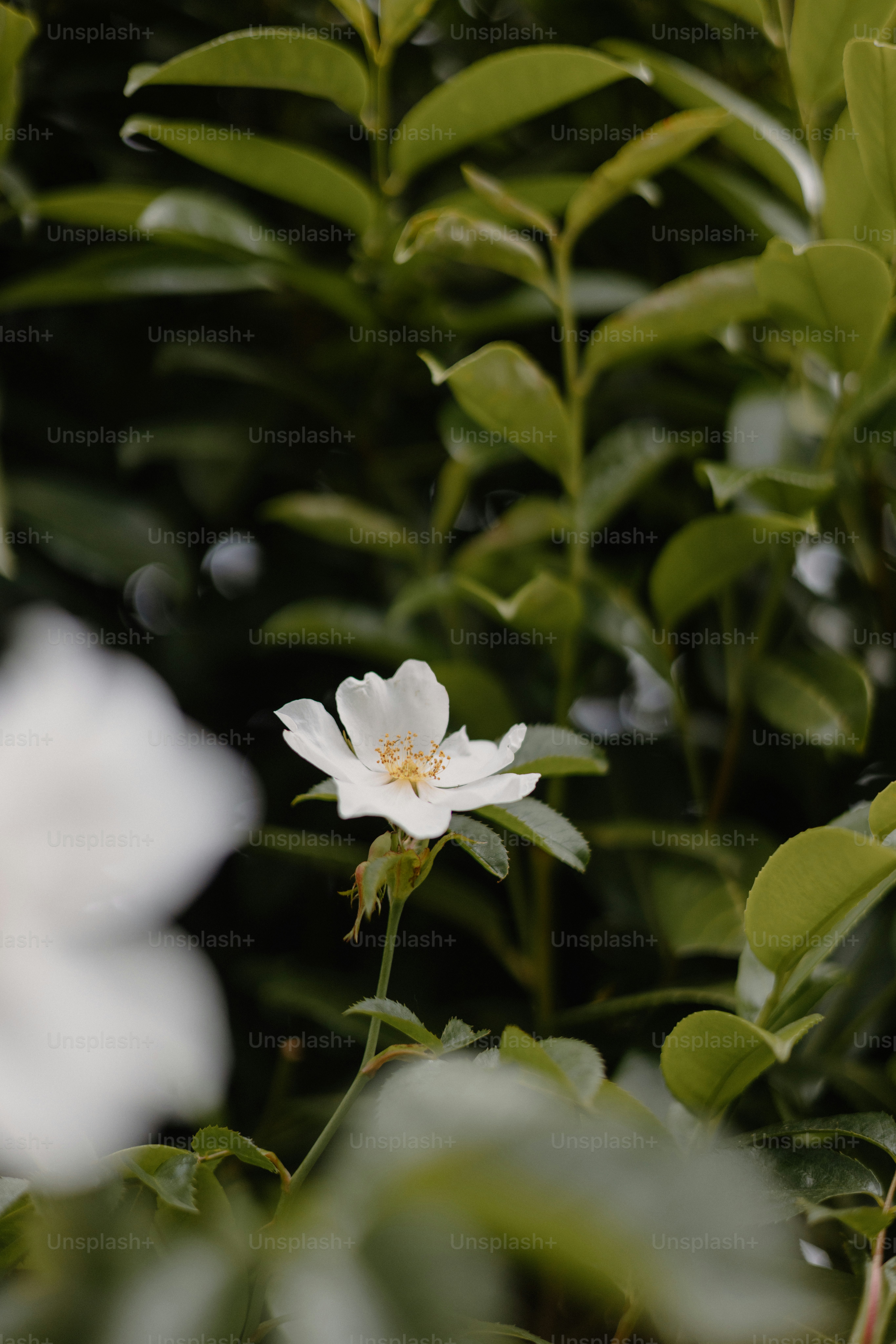 White flower blooms amidst lush, green foliage.