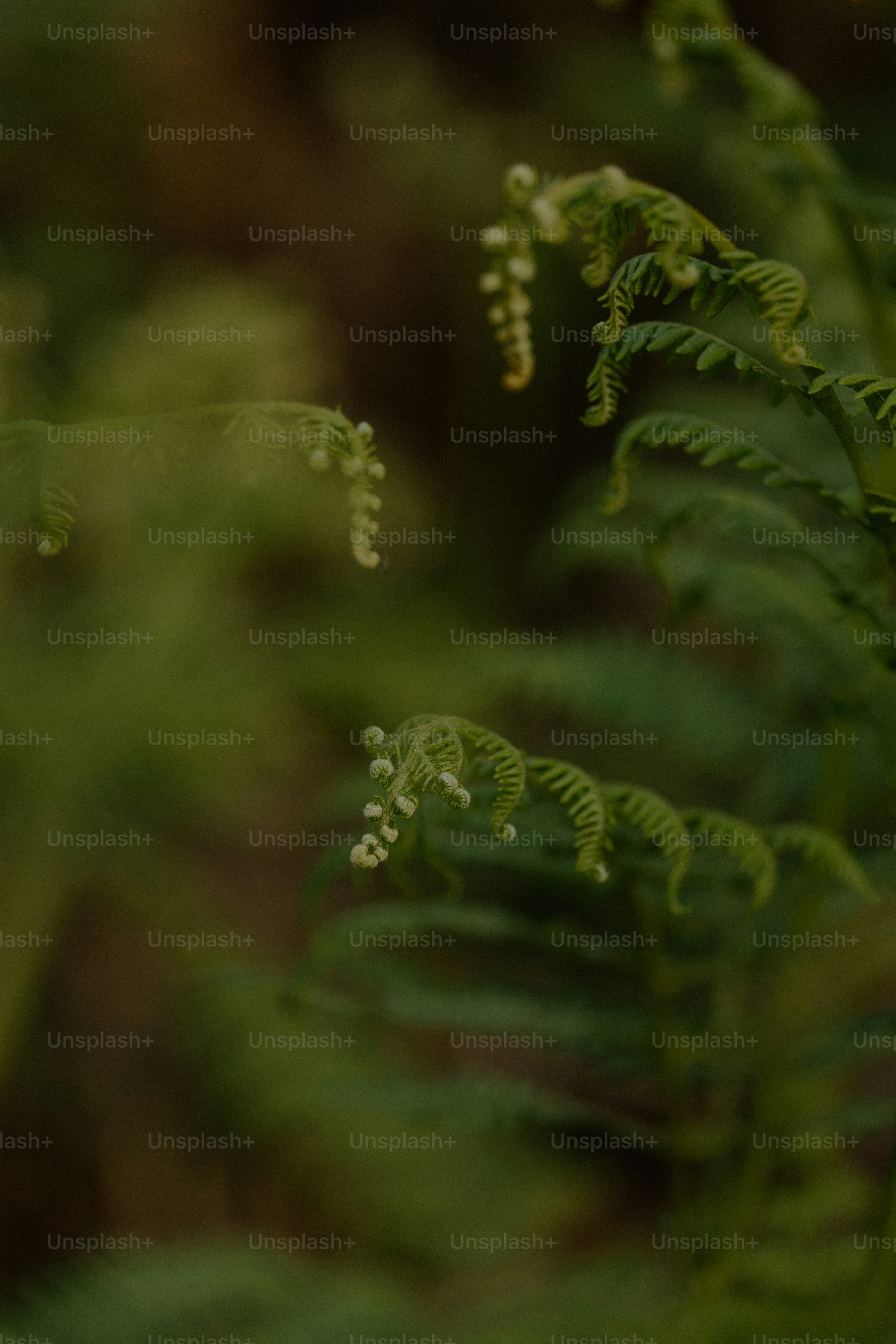 Young ferns unfurl in a lush green forest.