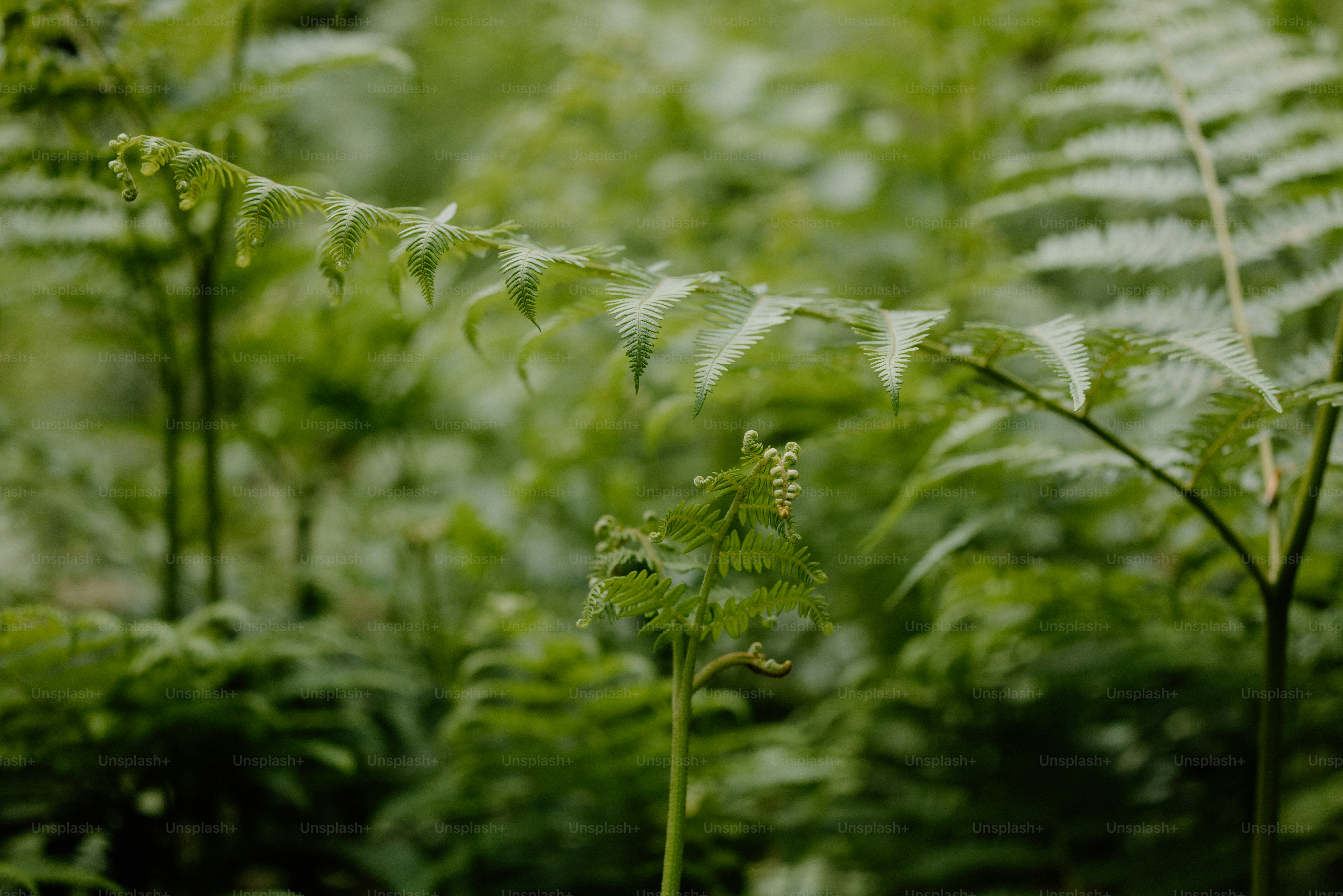 Ferns flourish, creating lush green foliage.