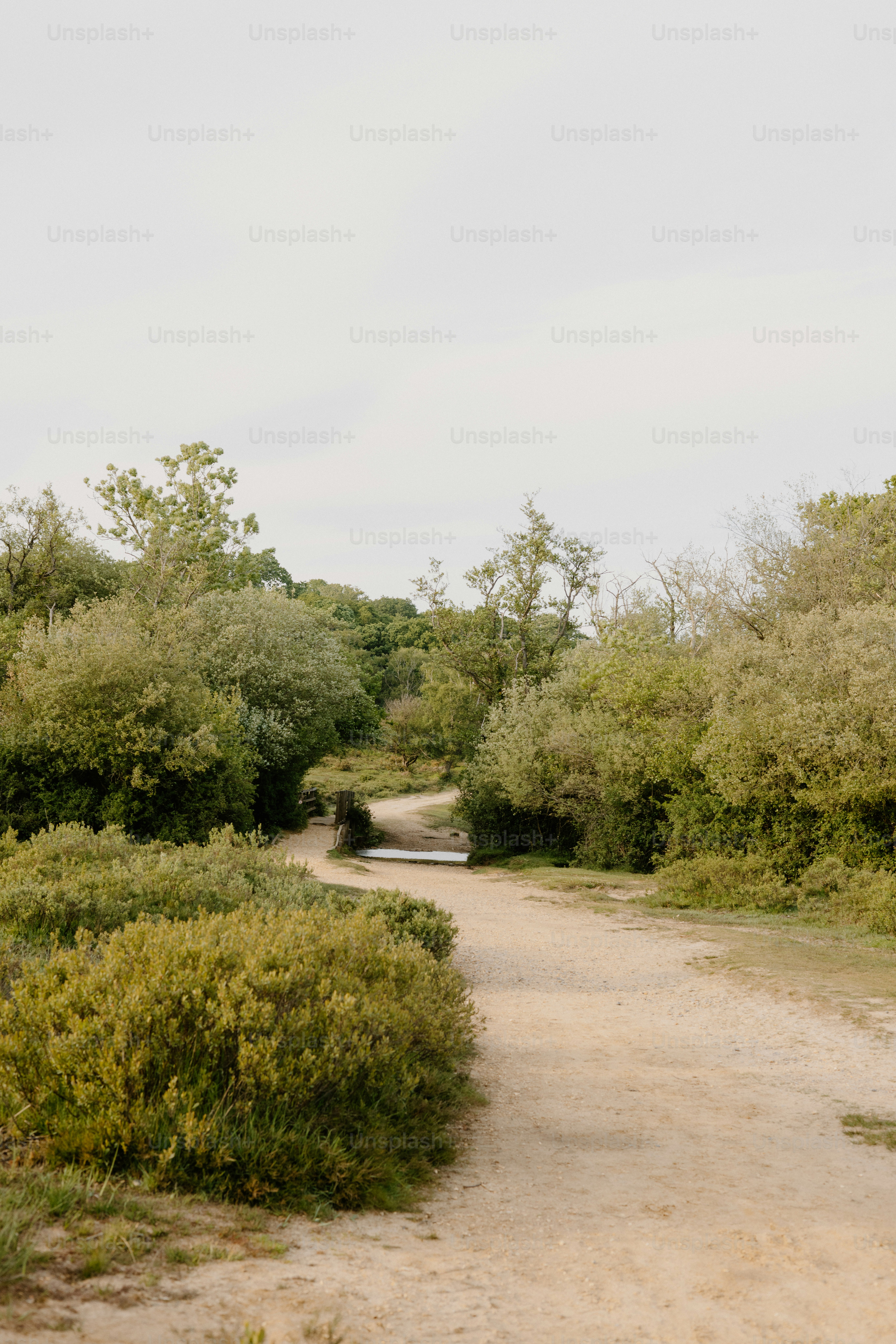Un camino sinuoso conduce a través de un paisaje verde.