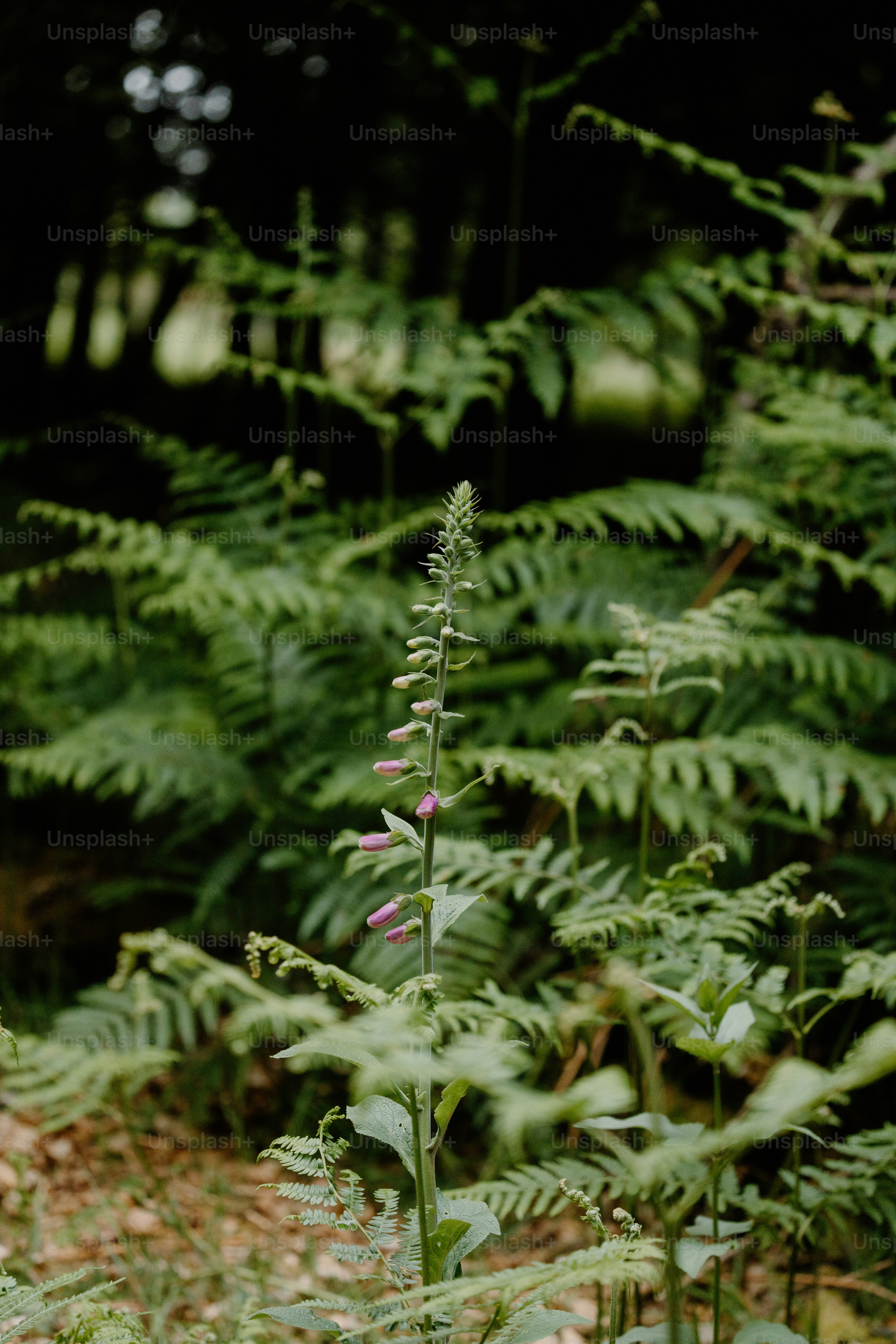 A tall plant with purple flowers stands among ferns.