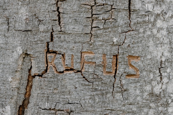 Rufus: How Amazon’s In-House AI Understands Your Questions