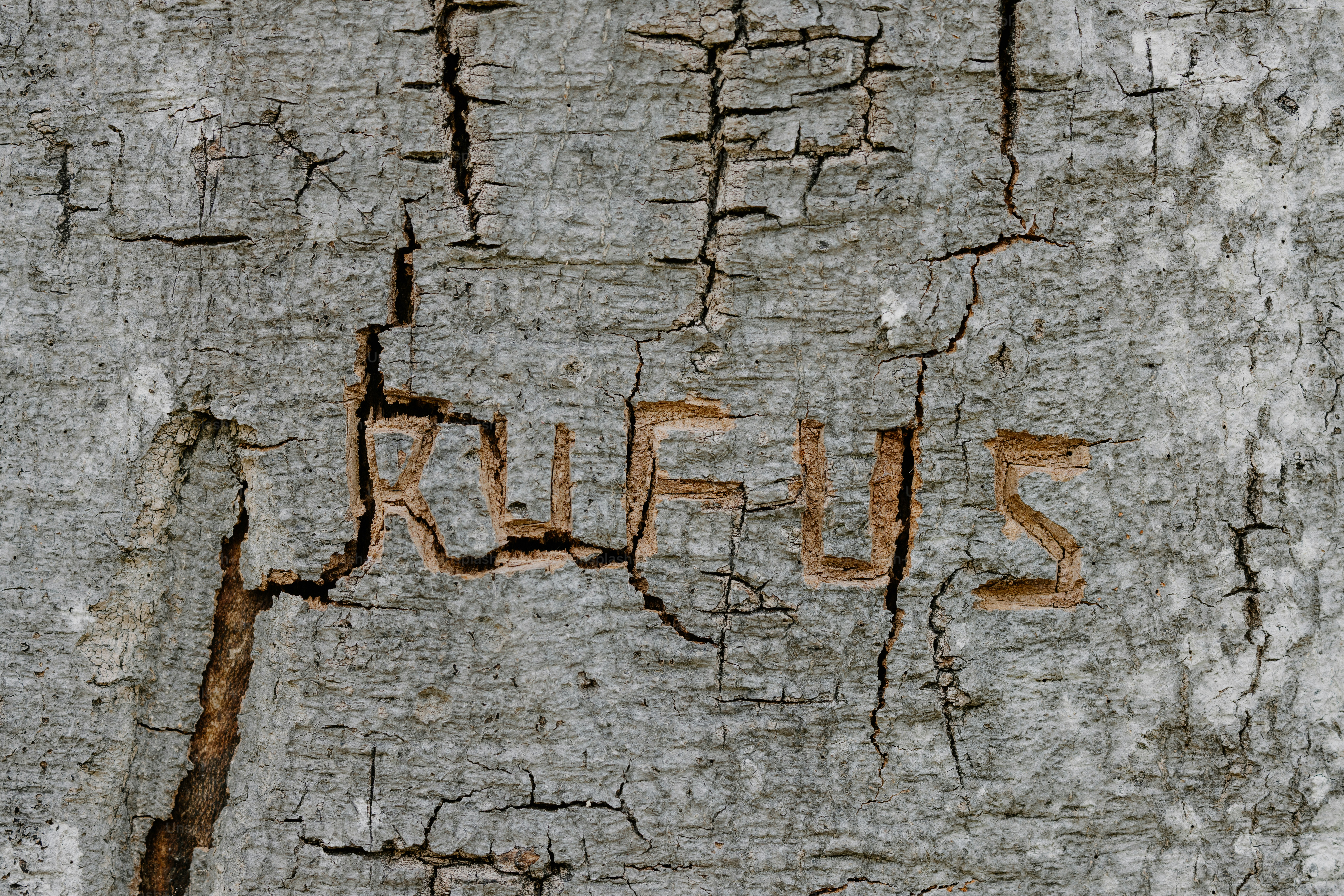 Rufus is carved into the tree bark