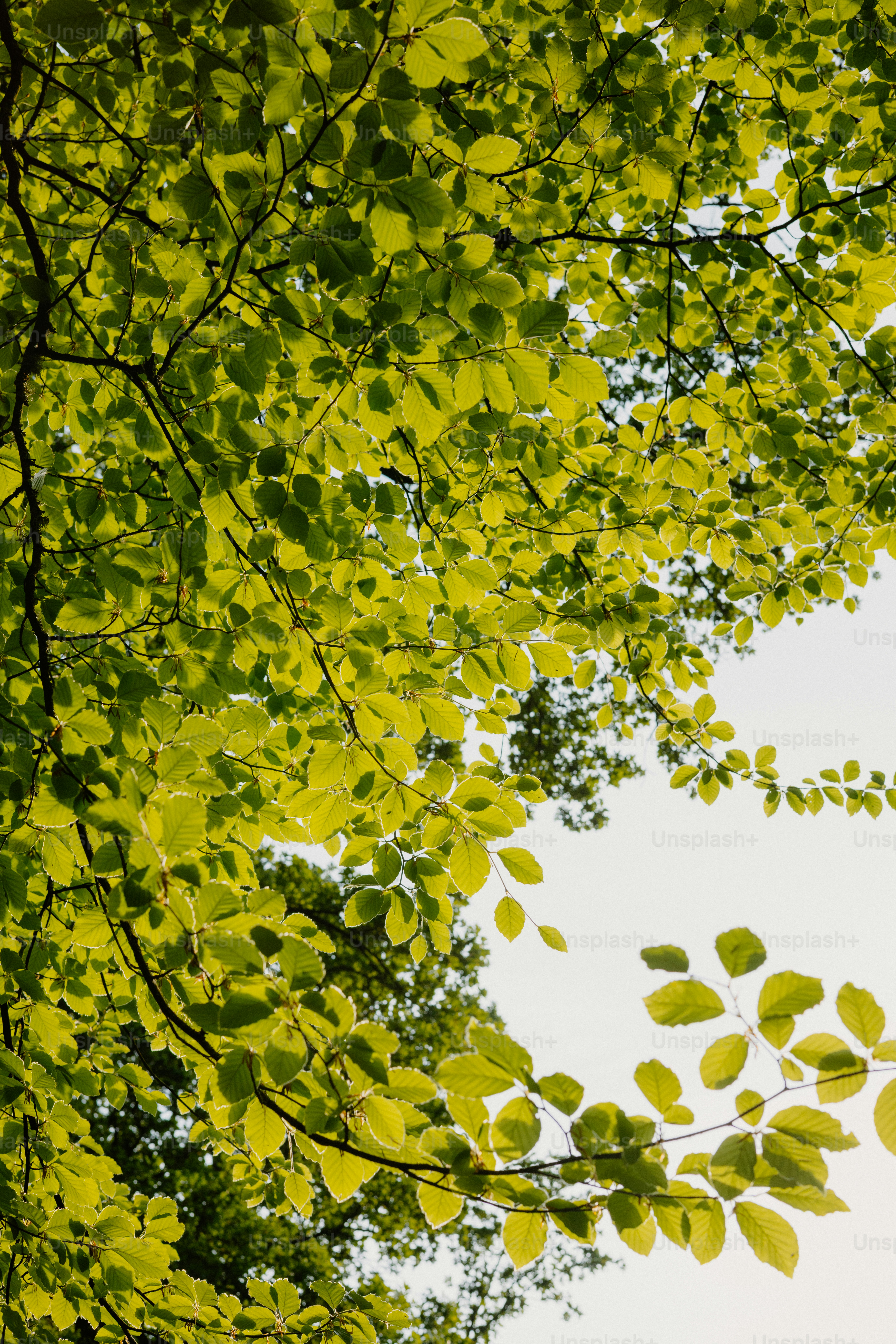 Le foglie verdi sono illuminate dalla luce del sole.