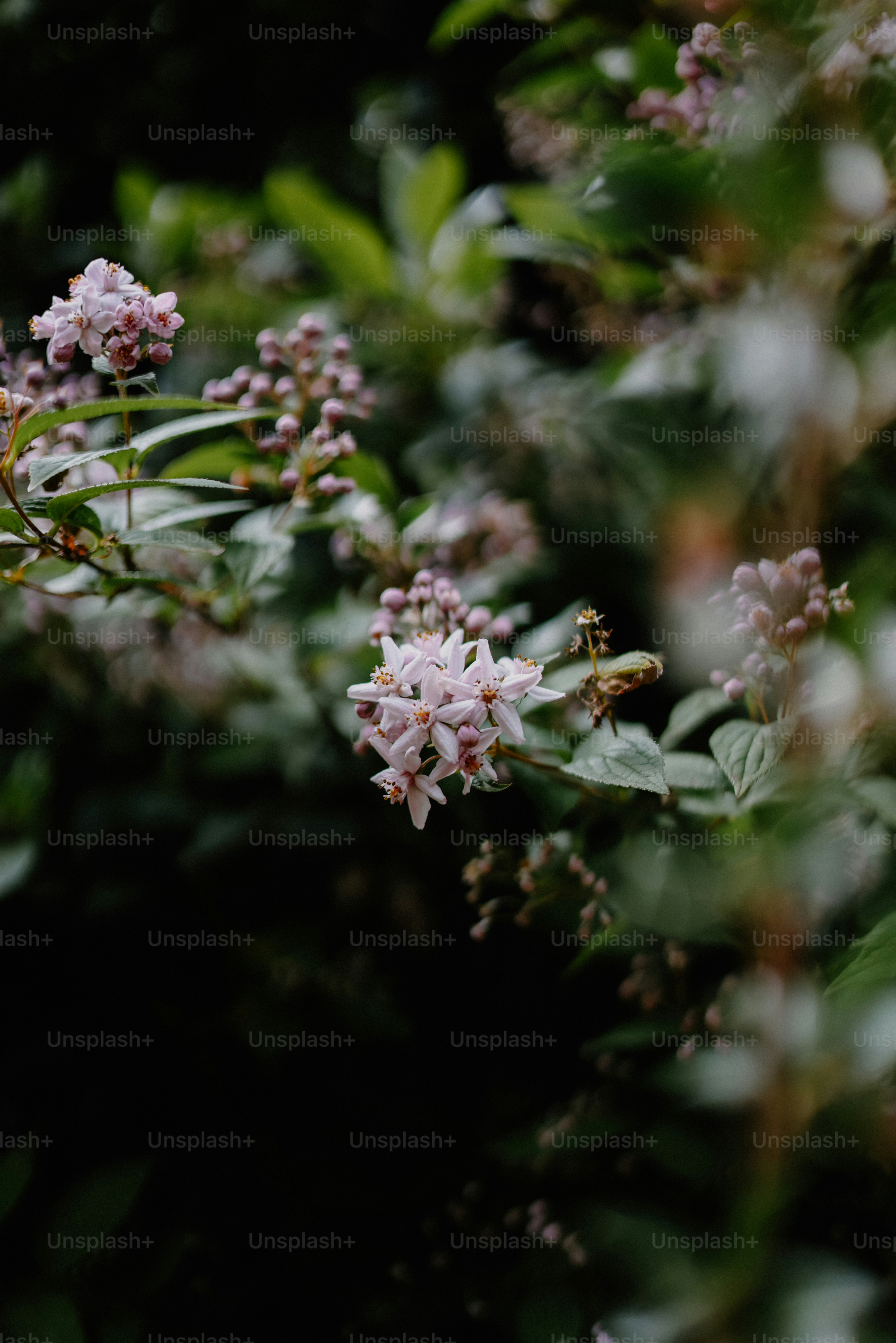 Delicate, pale pink flowers bloom among green foliage.