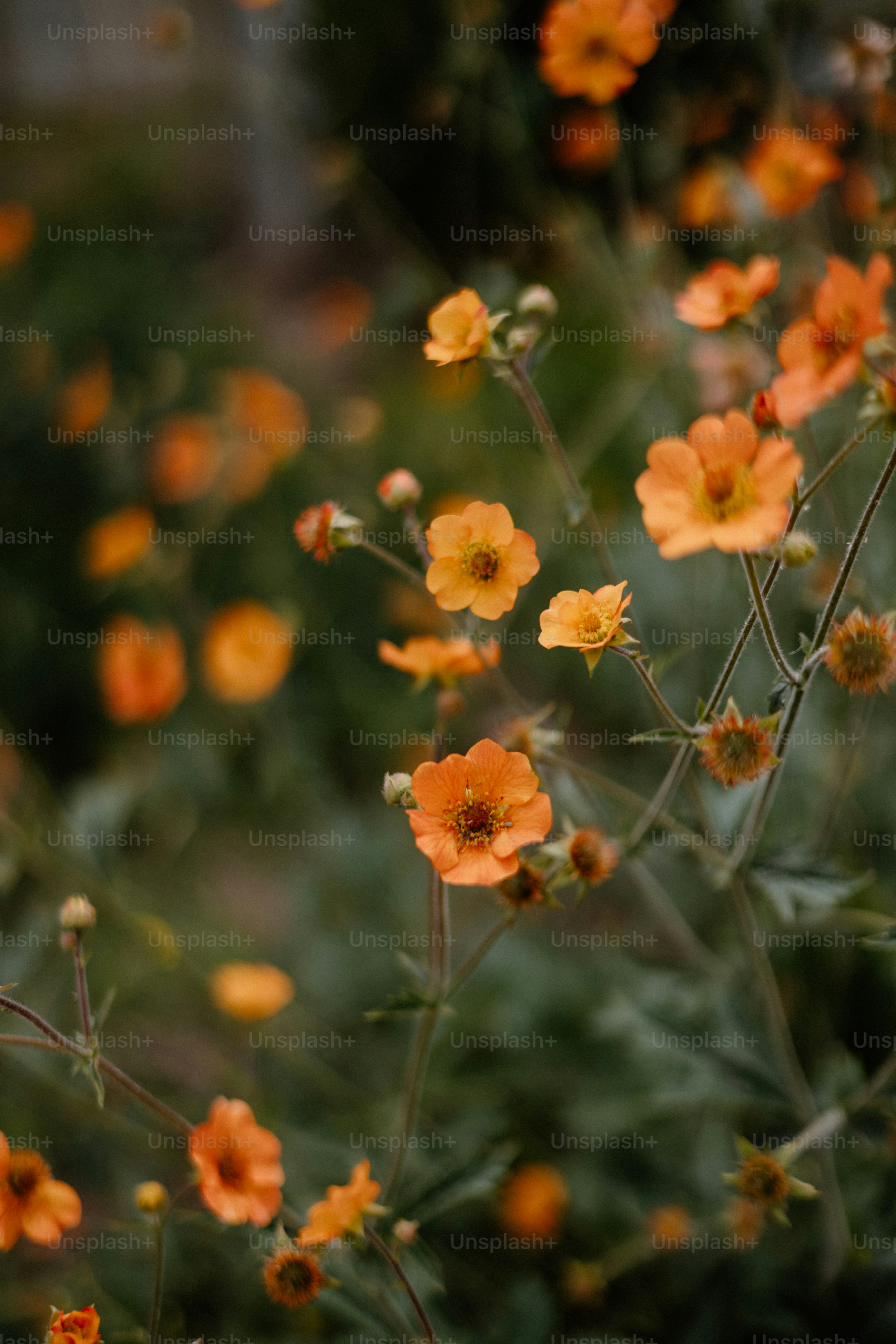 緑の葉の中にオレンジ色の花が咲きます