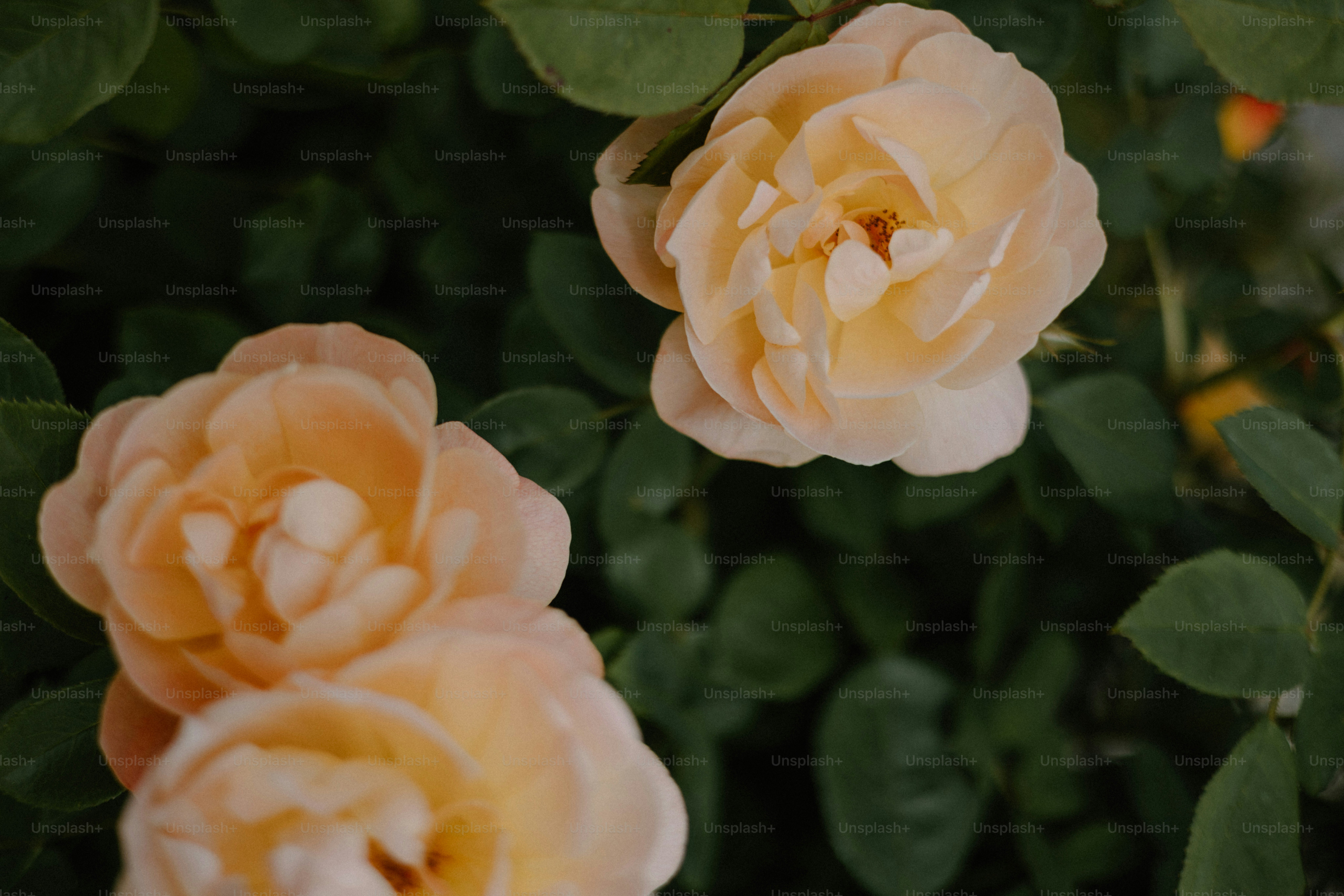 Beautiful, soft peach roses bloom with lush greenery.