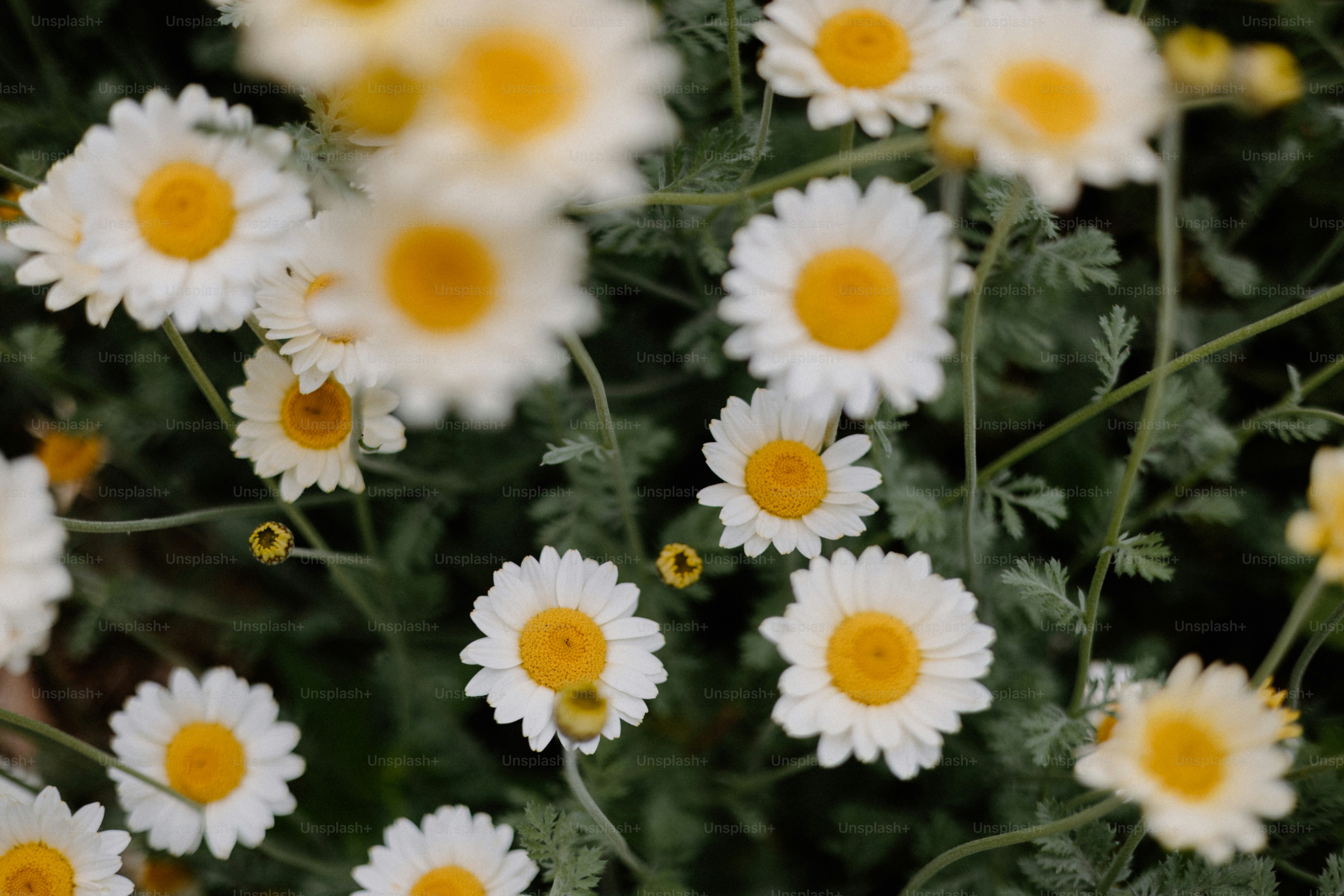 Daisies with yellow centers bloom in a field.