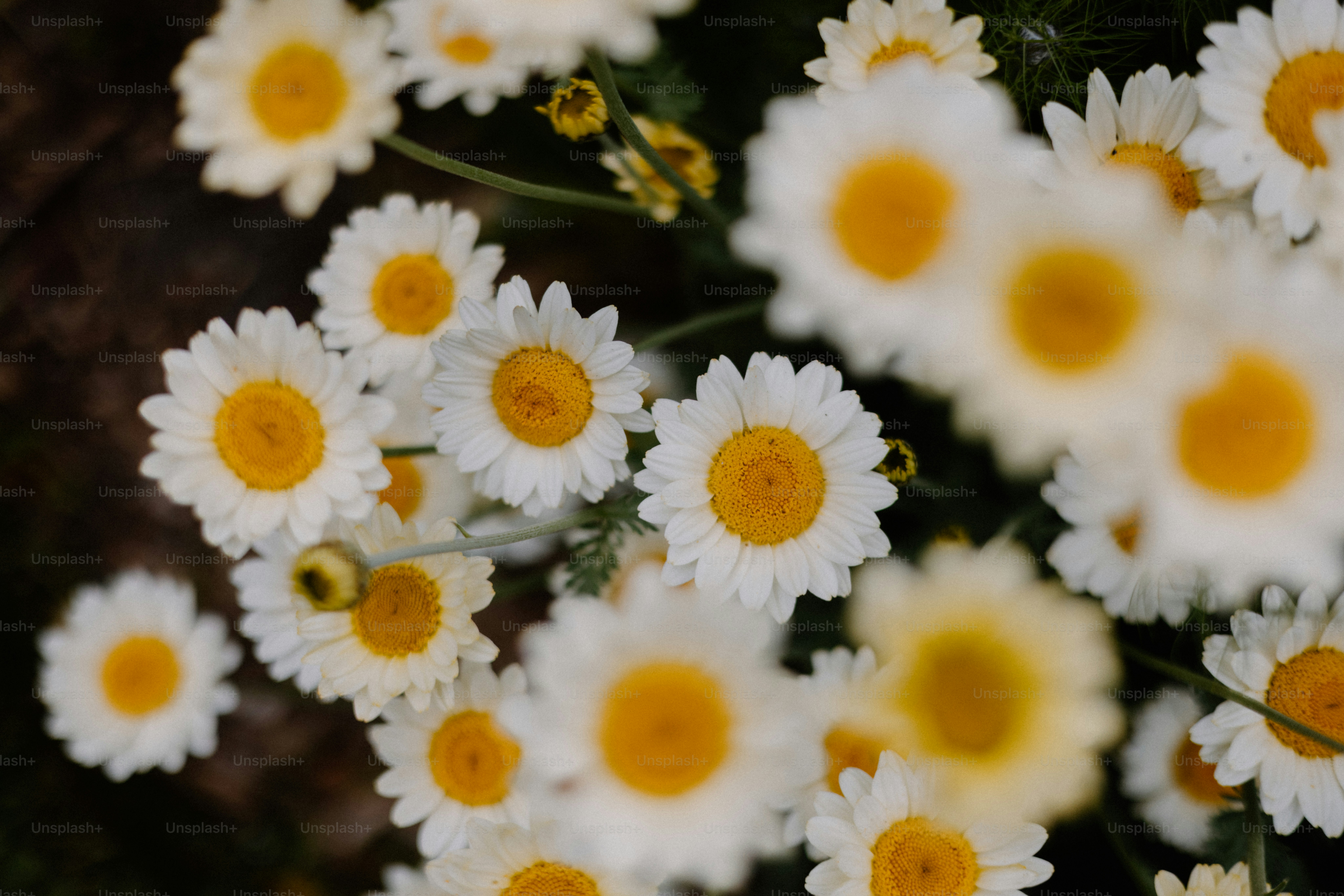 Daisies bloom with bright yellow centers.