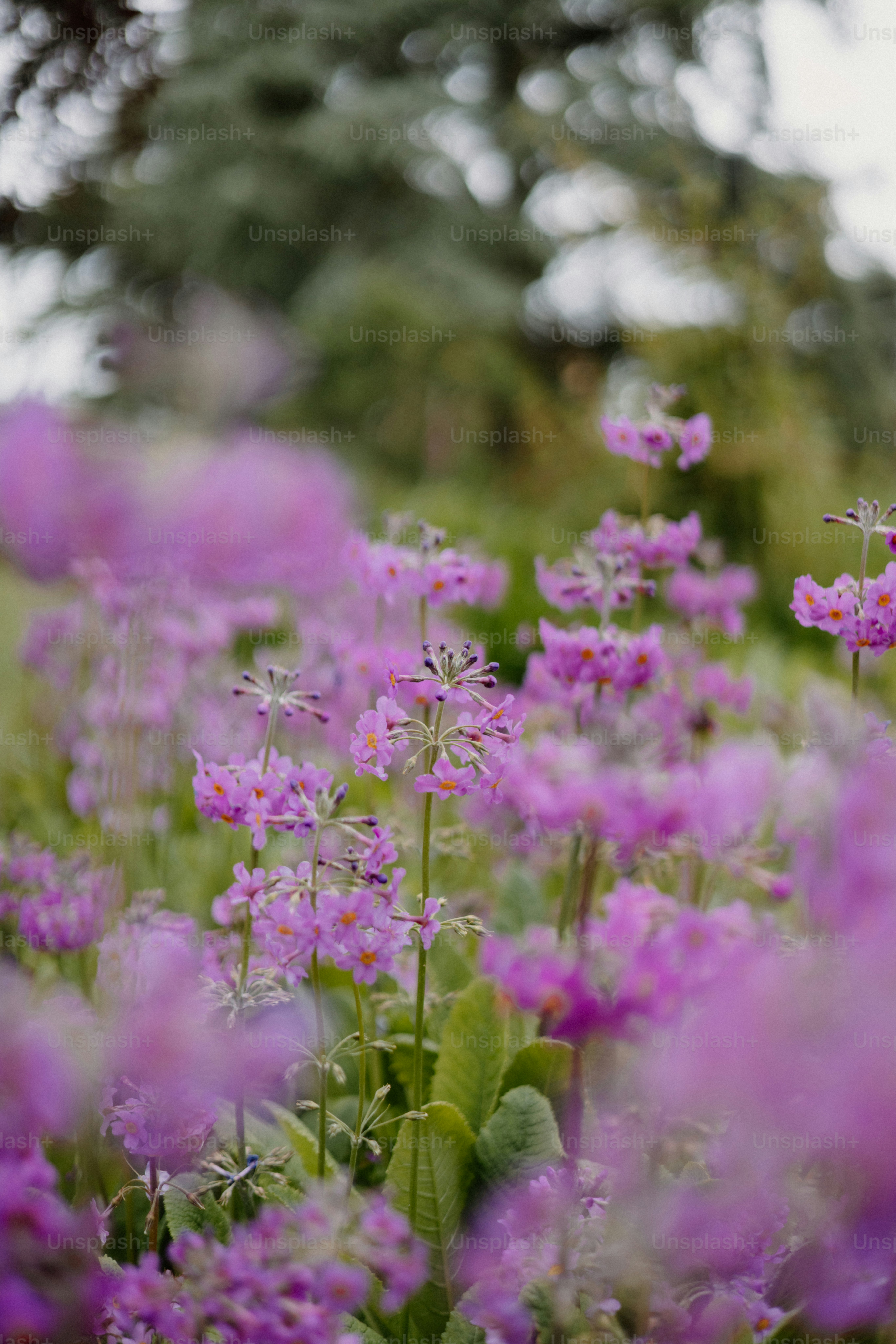 Purple flowers bloom in a softly lit garden.