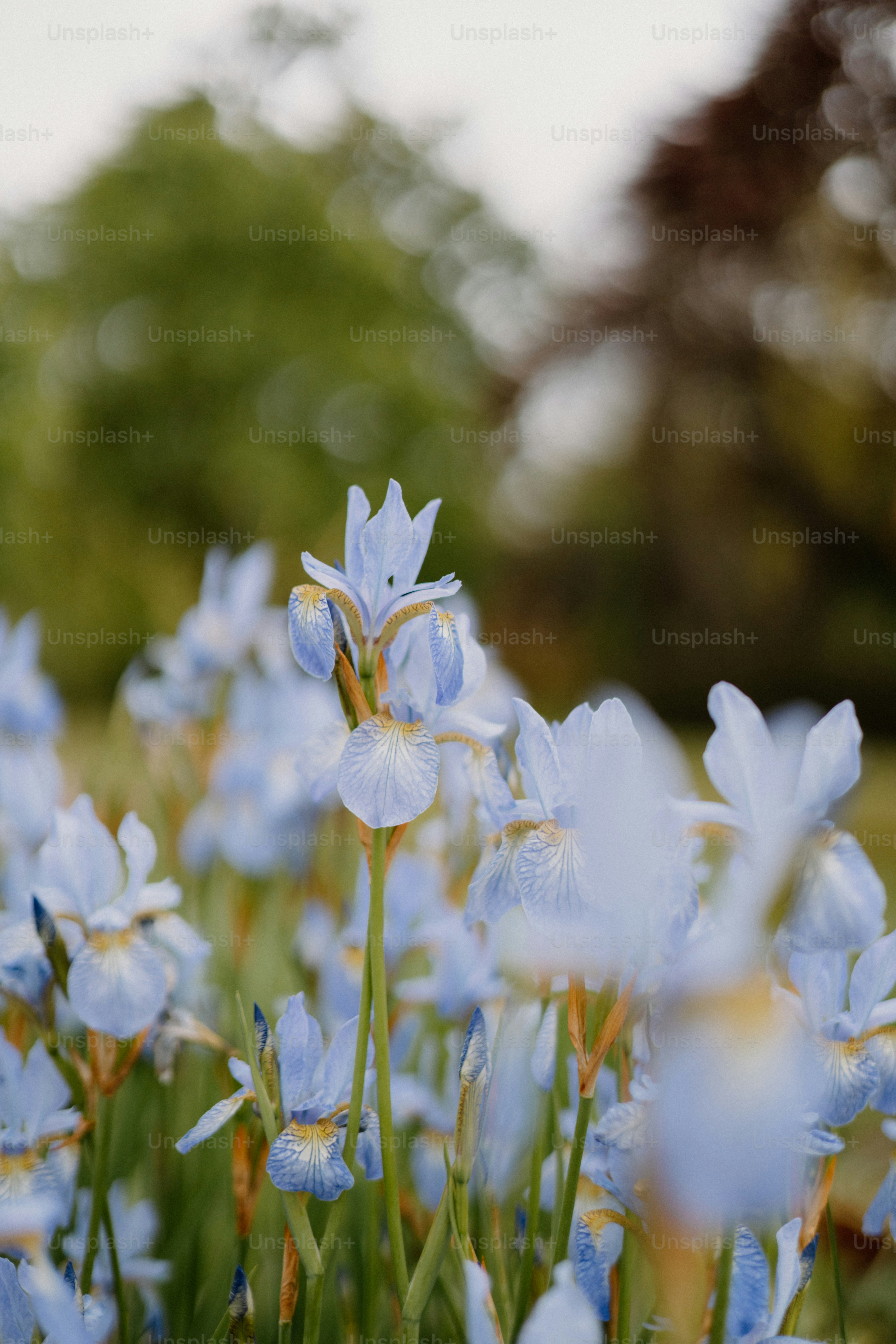 Blue irises bloom beautifully in a flower garden.