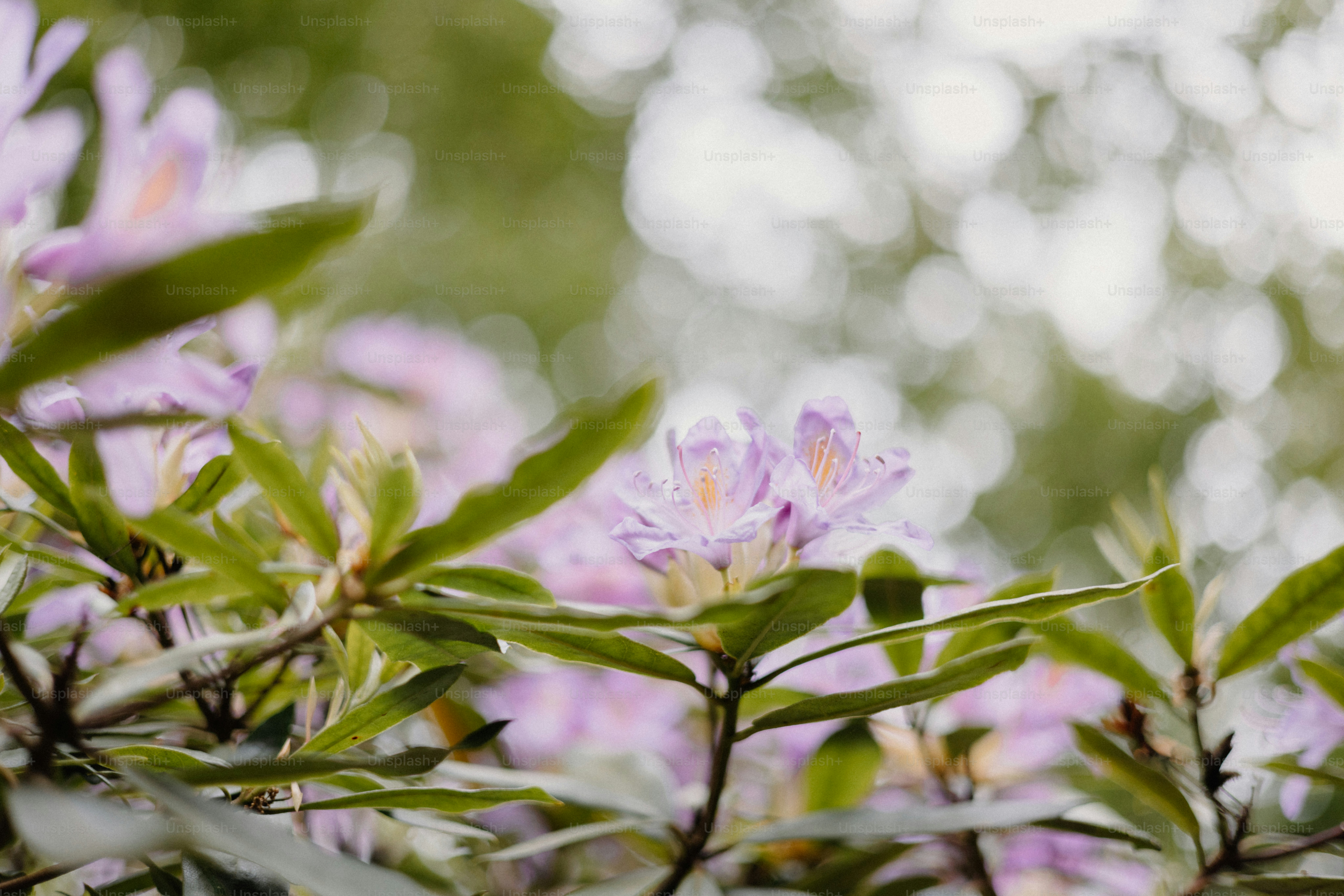 Las flores moradas florecen entre hojas verdes. foto – Imagen de Flor en  Unsplash, image size:3000x2001