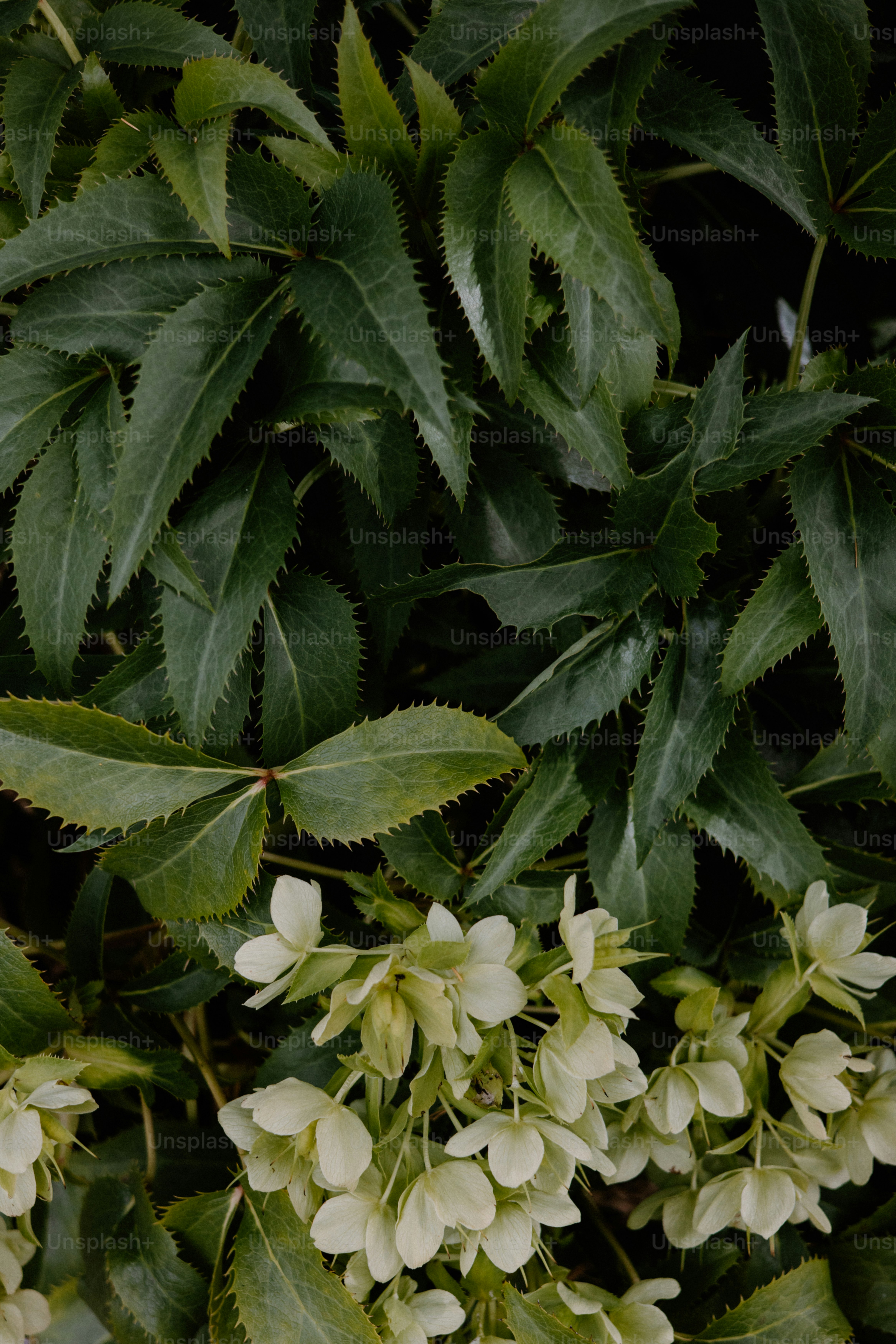 Las hojas verdes y las flores blancas florecen juntas