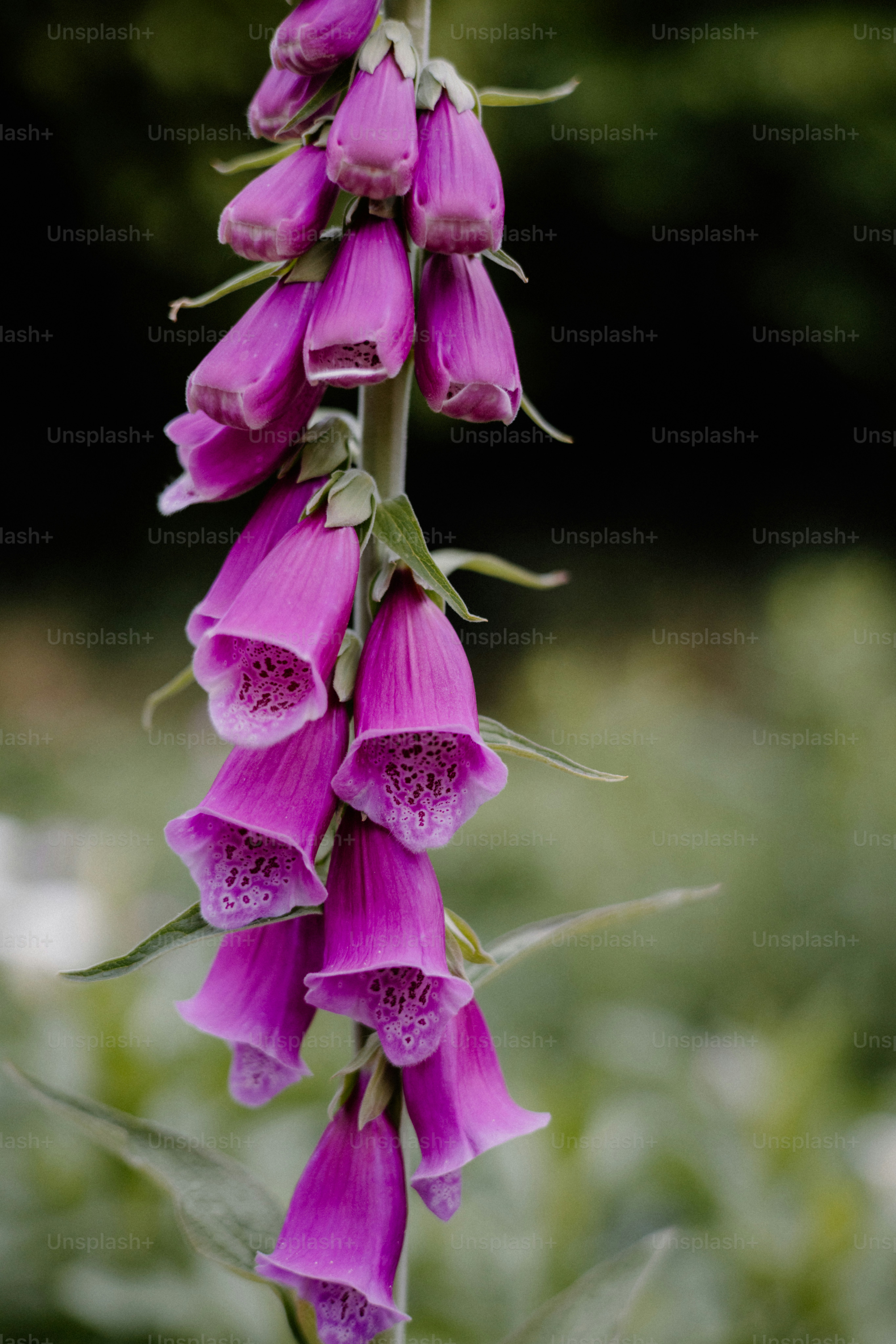 Purple foxglove flowers bloom in a natural setting. photo – Flower Image on  Unsplash, image size:3000x4498