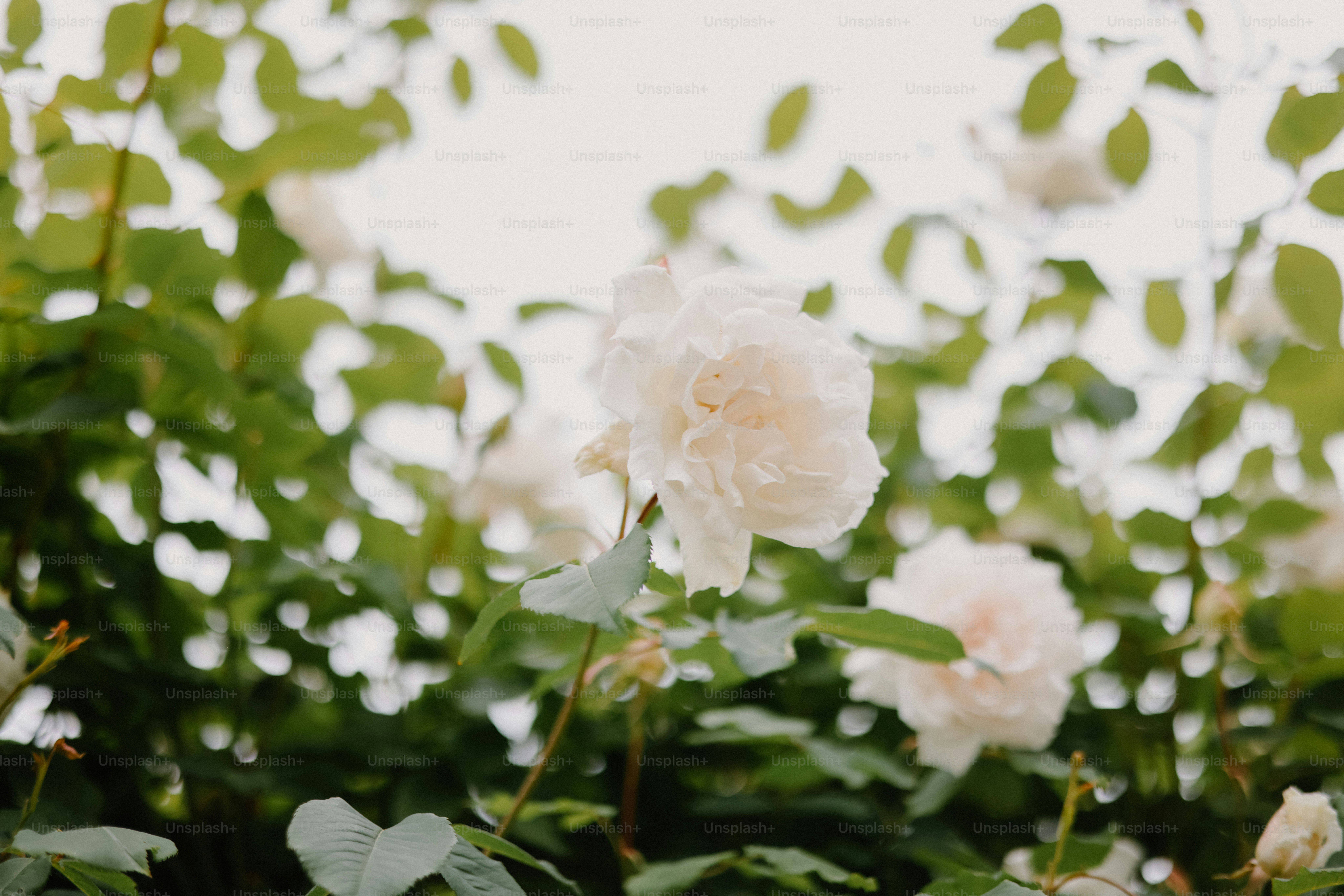 White roses blooming among lush, green foliage.