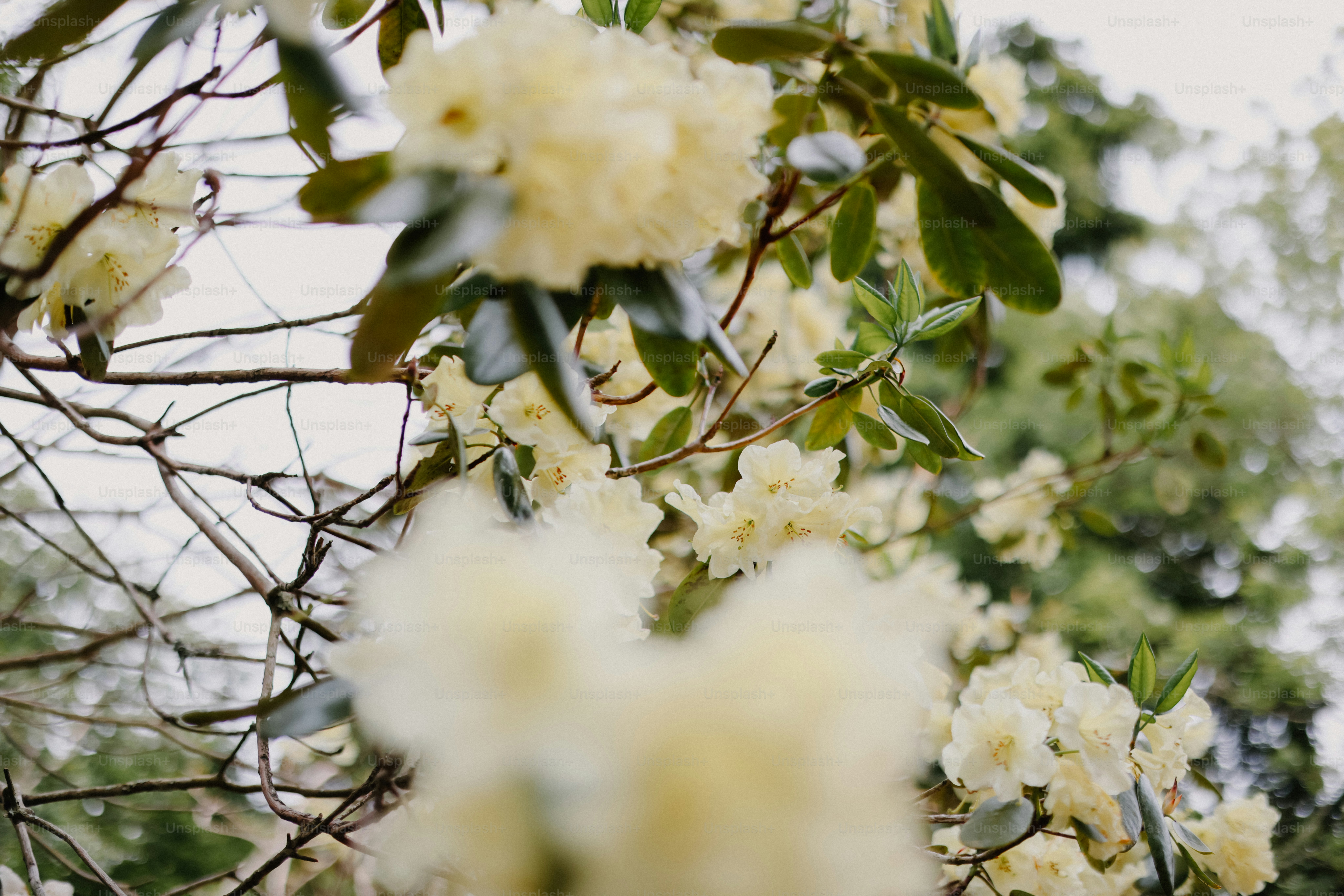 Blooming cream-colored flowers on a branch.