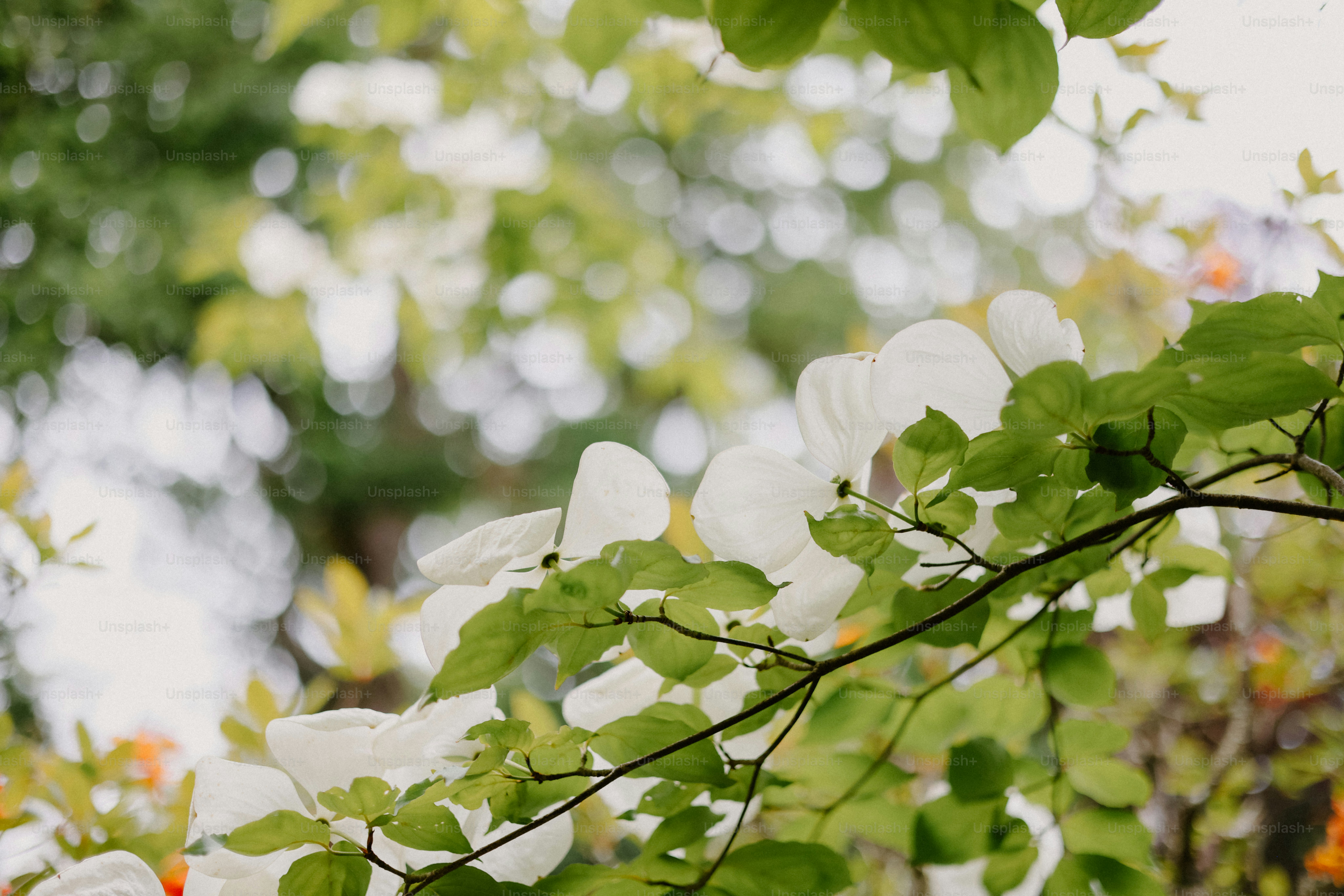 緑の葉の中に白いハナミズキの花が咲きます。