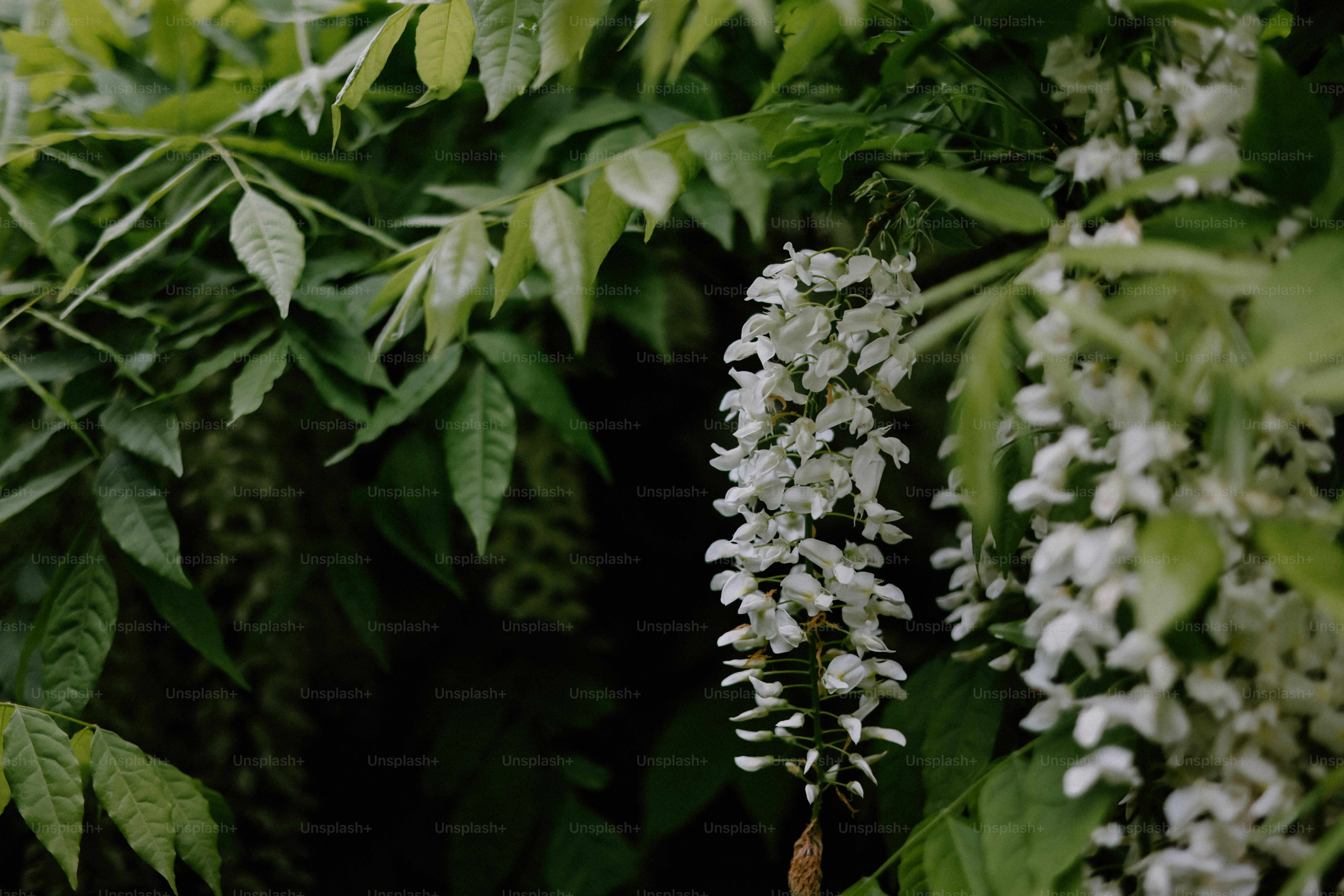 Wisteria putih menggantung di antara dedaunan hijau cerah.