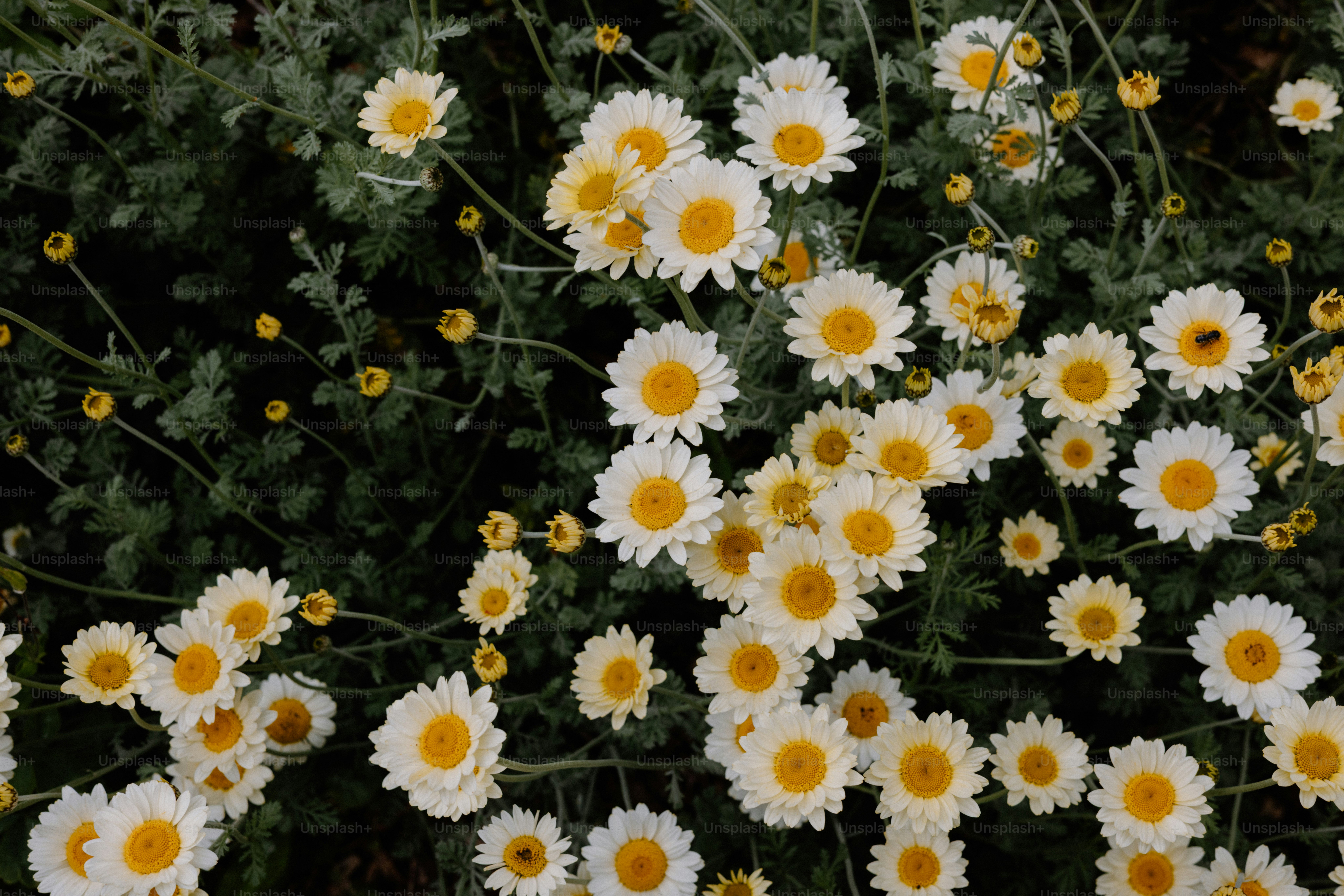 Des marguerites blanches fleurissent dans un champ de verdure.