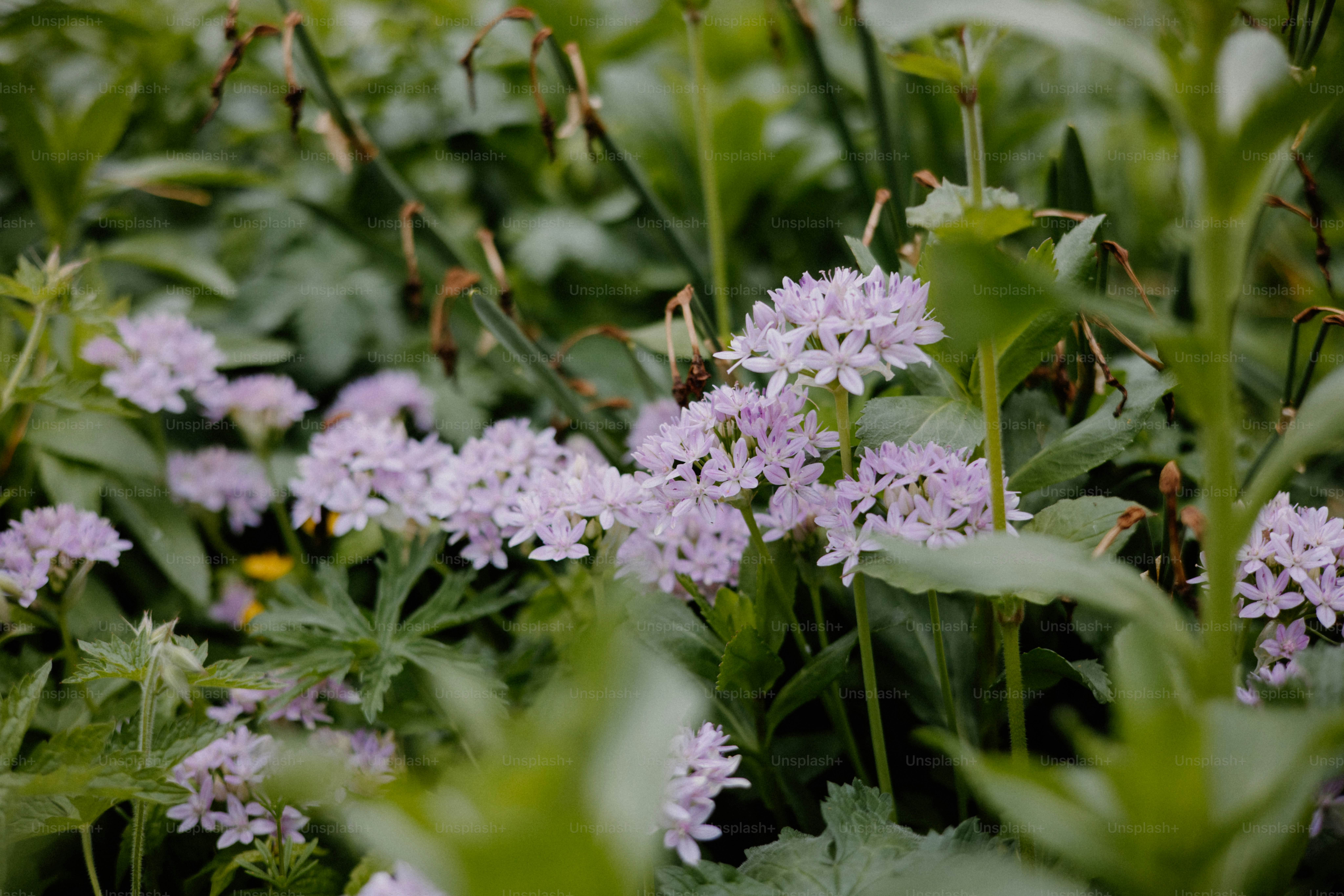 Pale purple flowers bloom among green leaves.