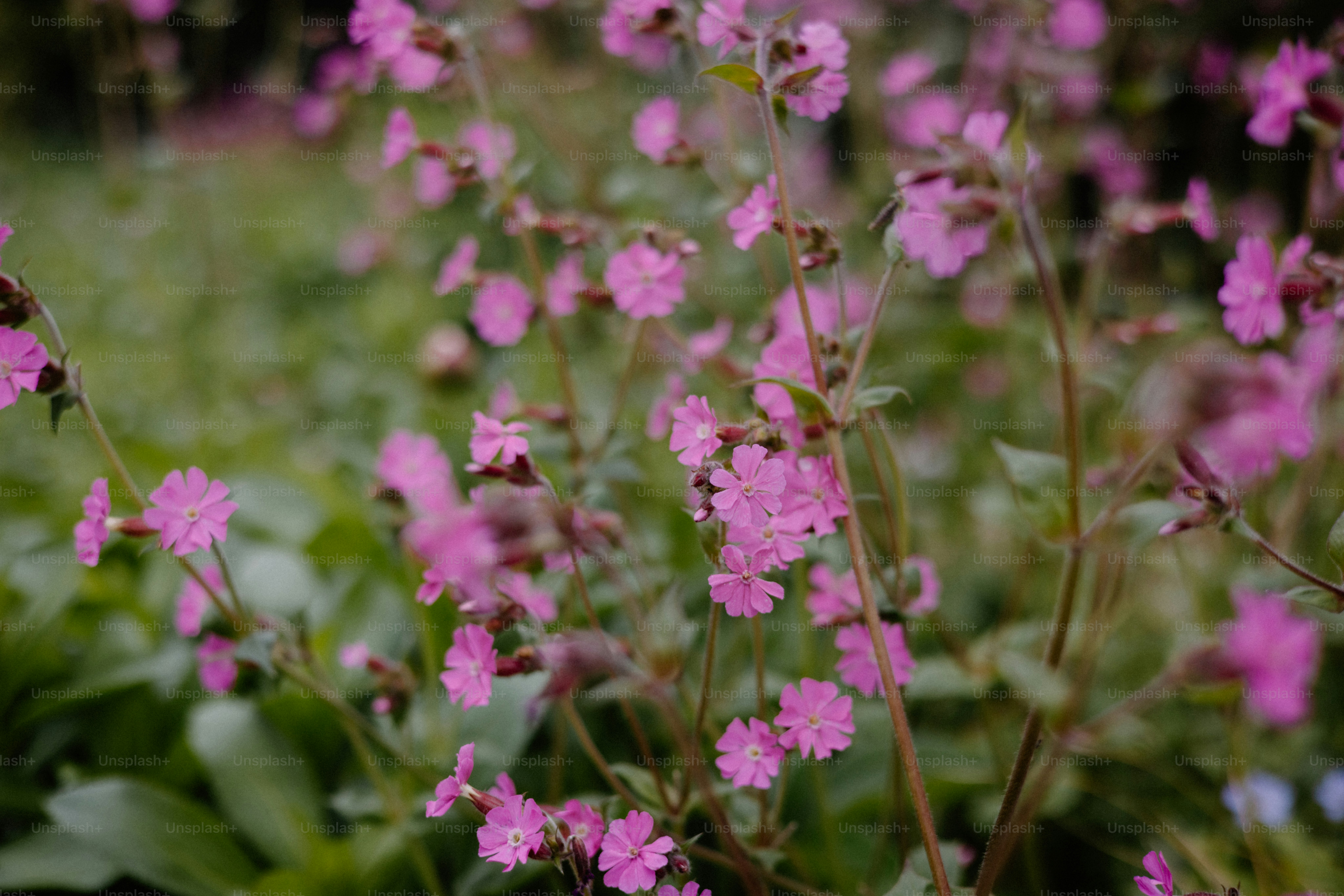 Pink wildflowers bloom in a lush green field.