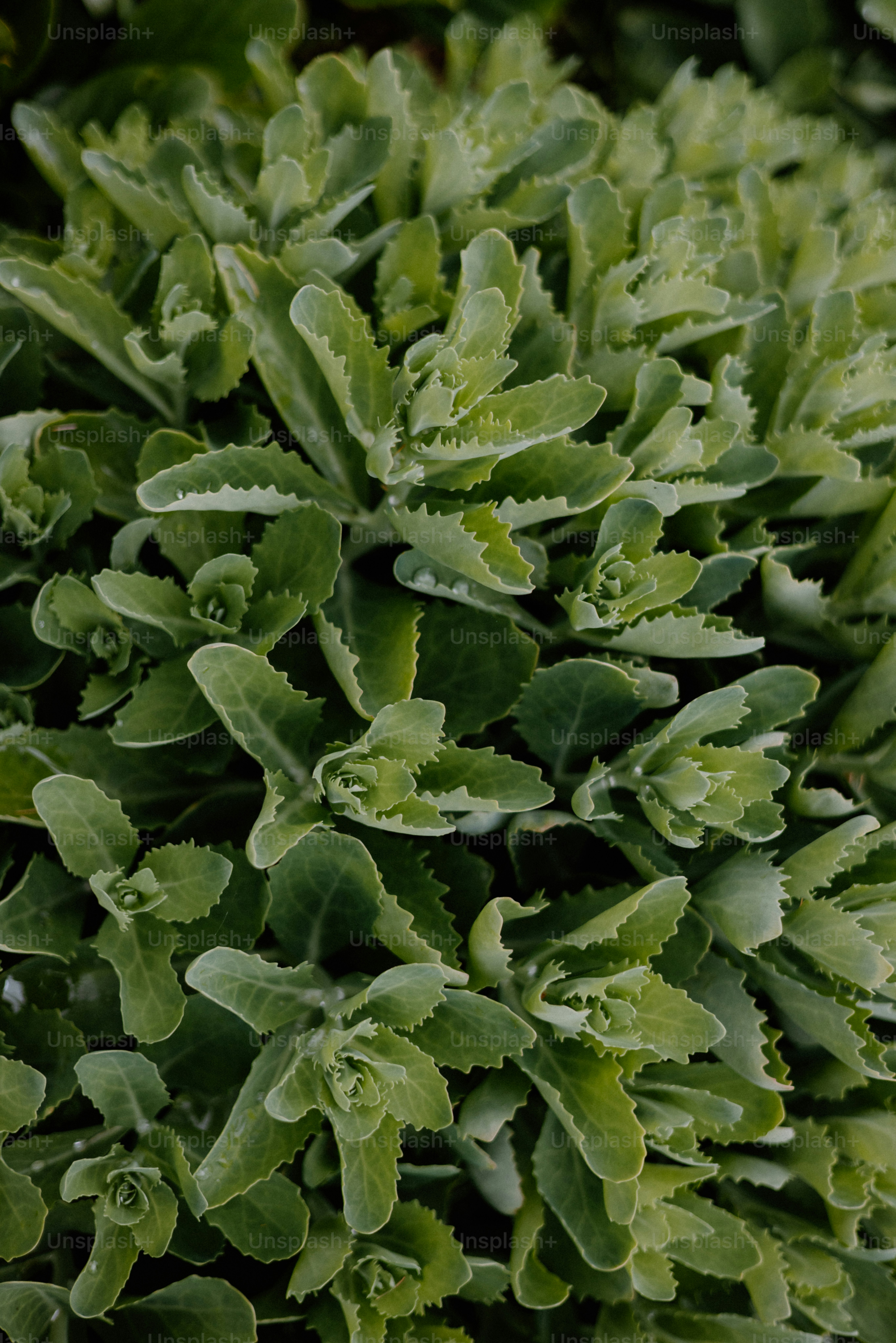 Close-up shot of a vibrant green plant.