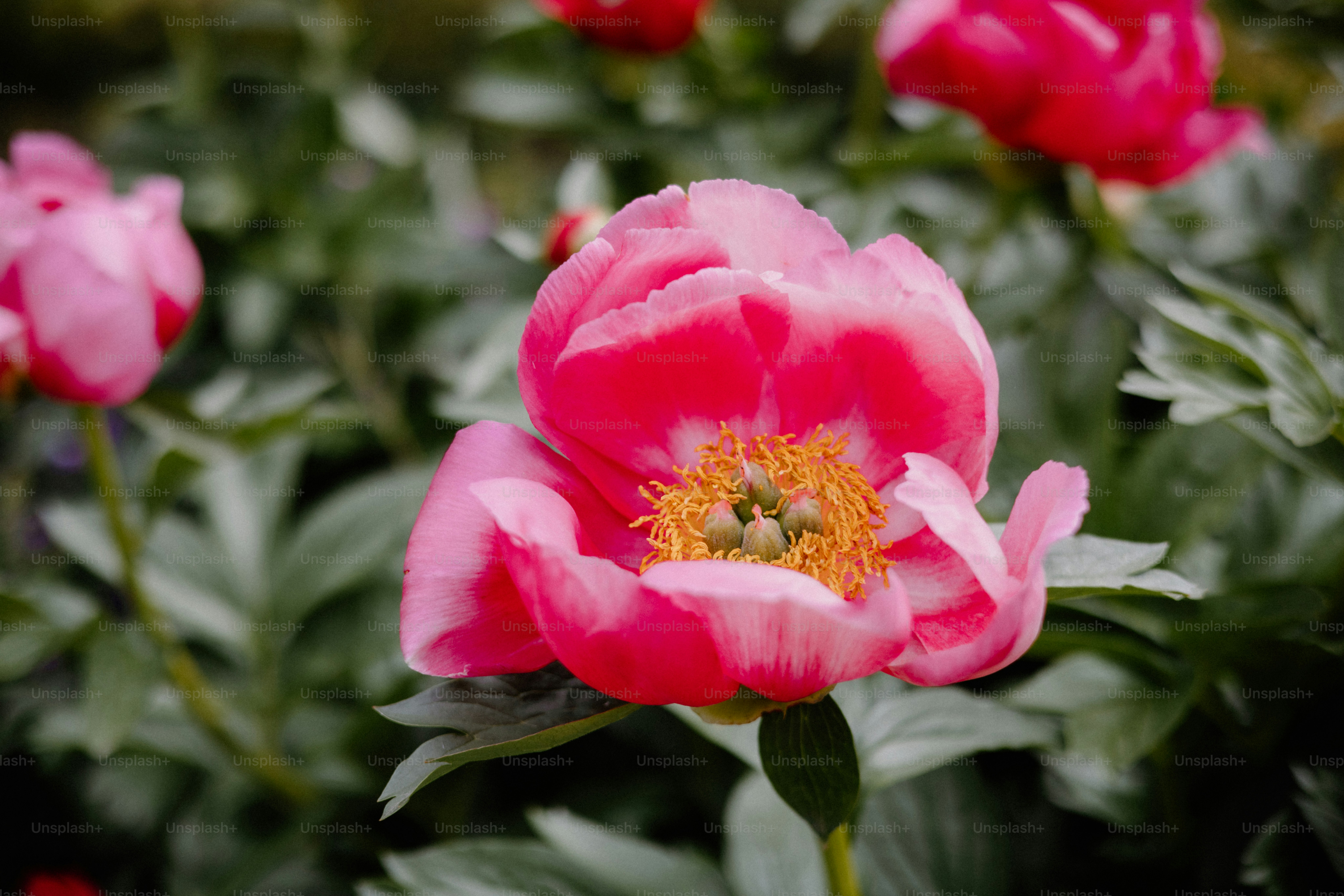Peony merah muda yang indah sedang mekar penuh