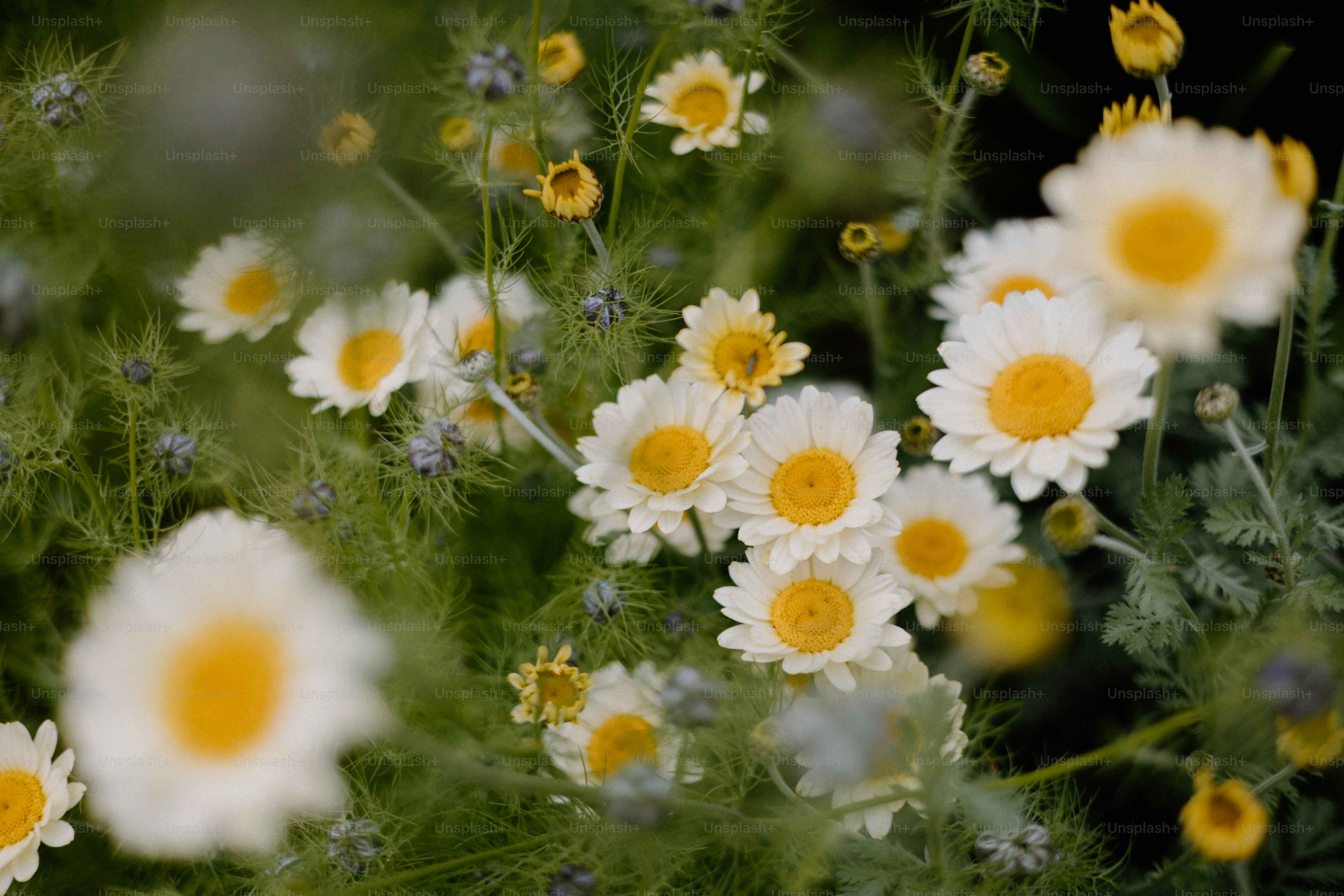 Las margaritas blancas florecen entre el follaje verde.