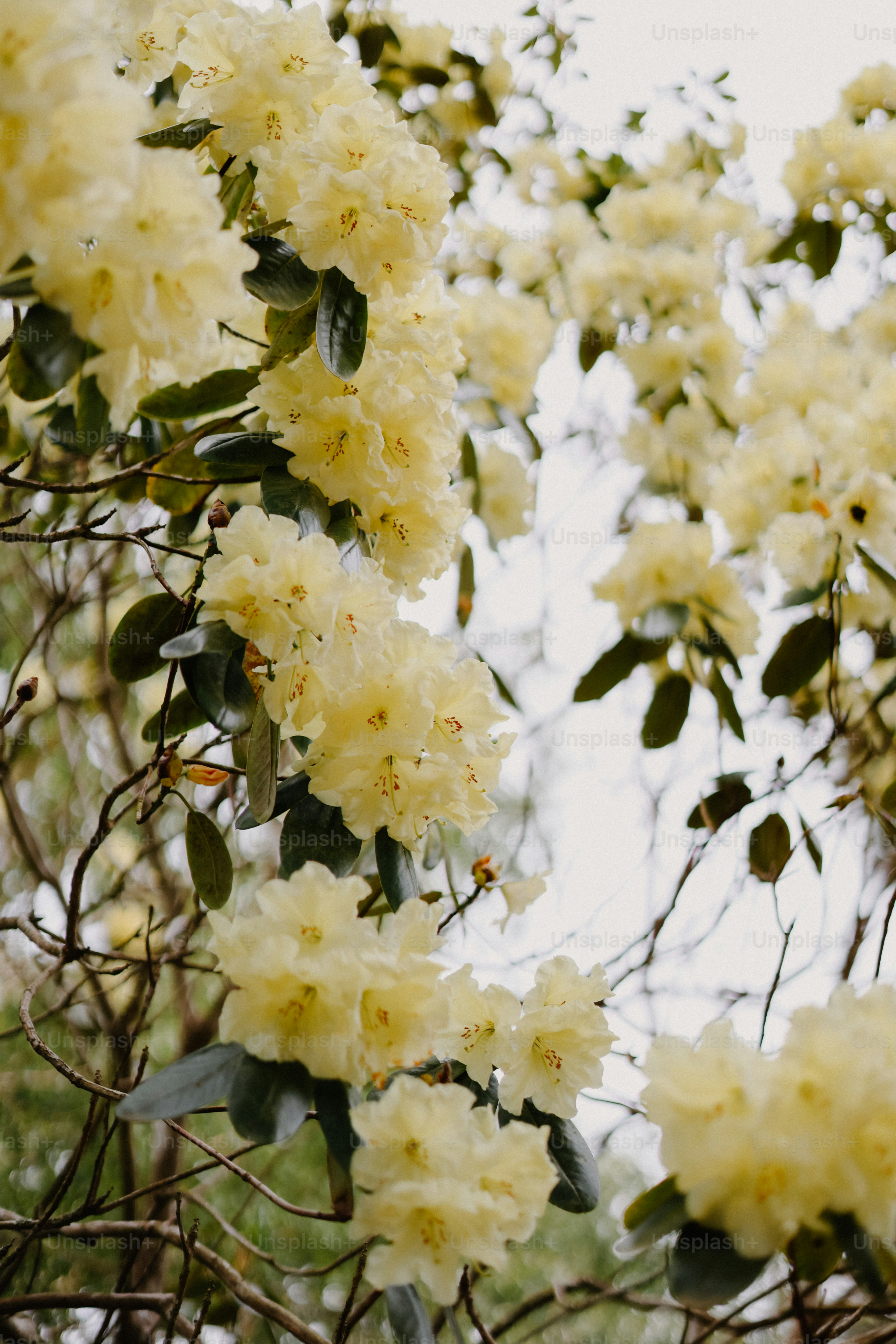 Yellow flowers bloom abundantly on the branches