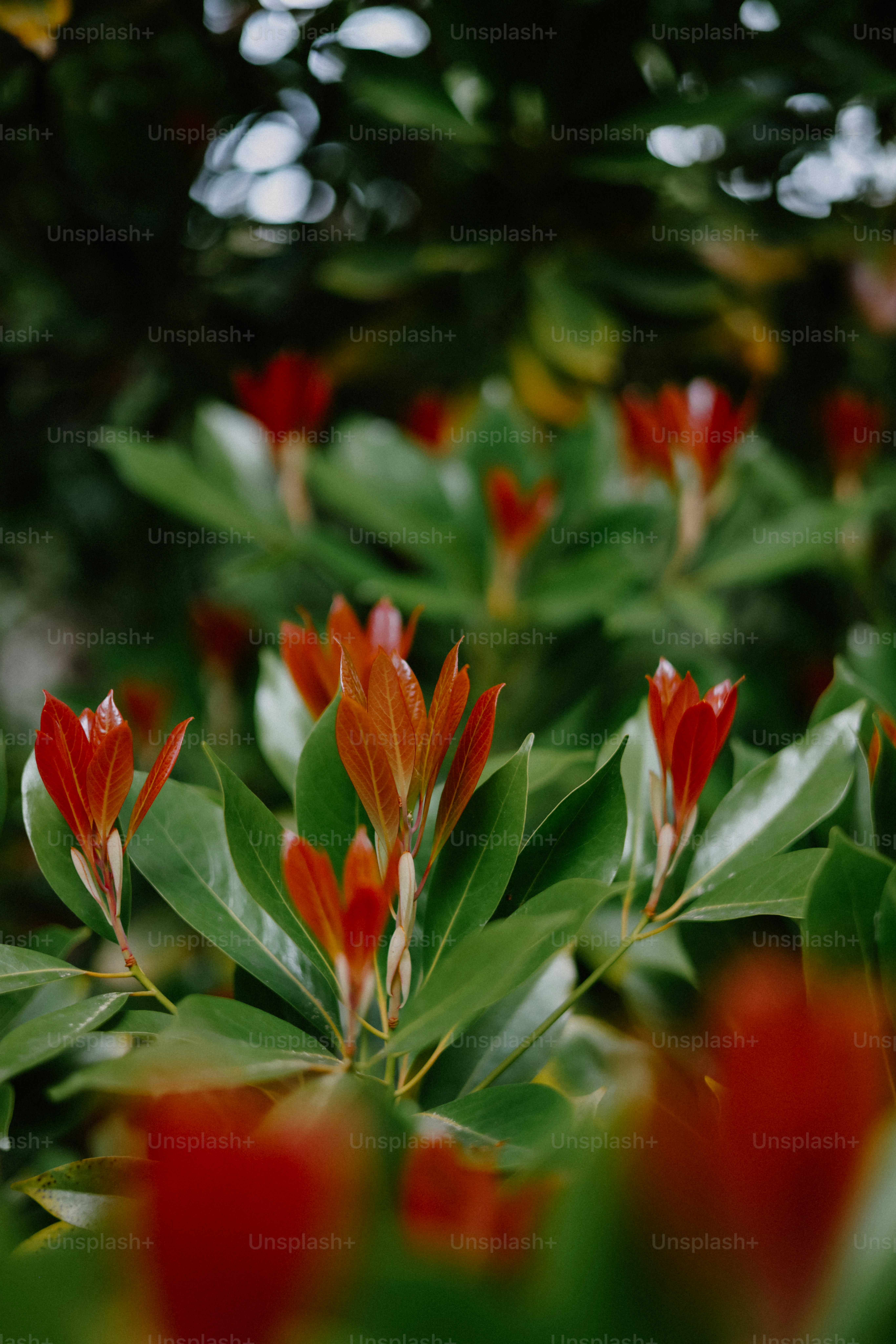 Red and green leaves thrive in a beautiful garden.