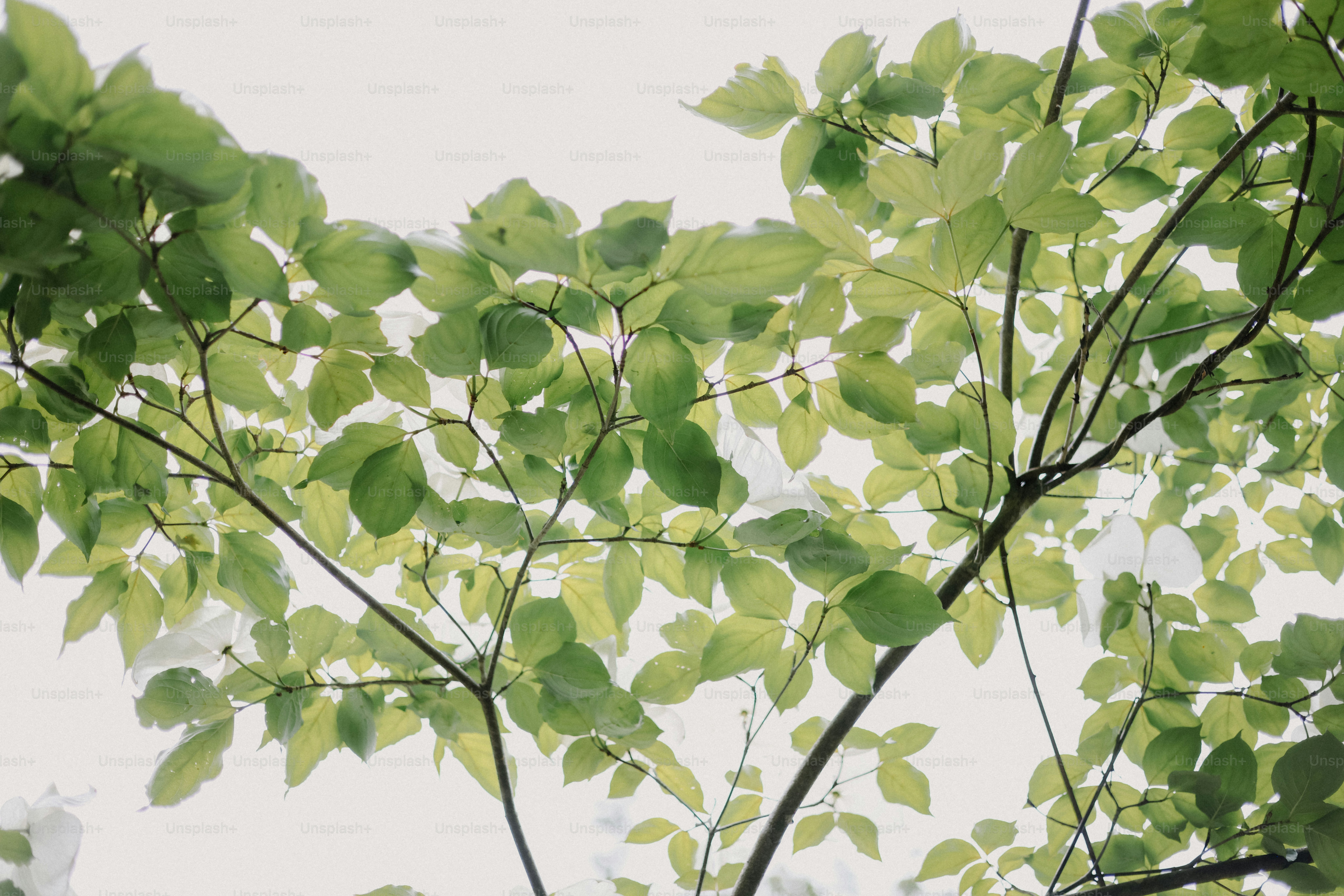 Des feuilles vertes luxuriantes s’élèvent vers le ciel.