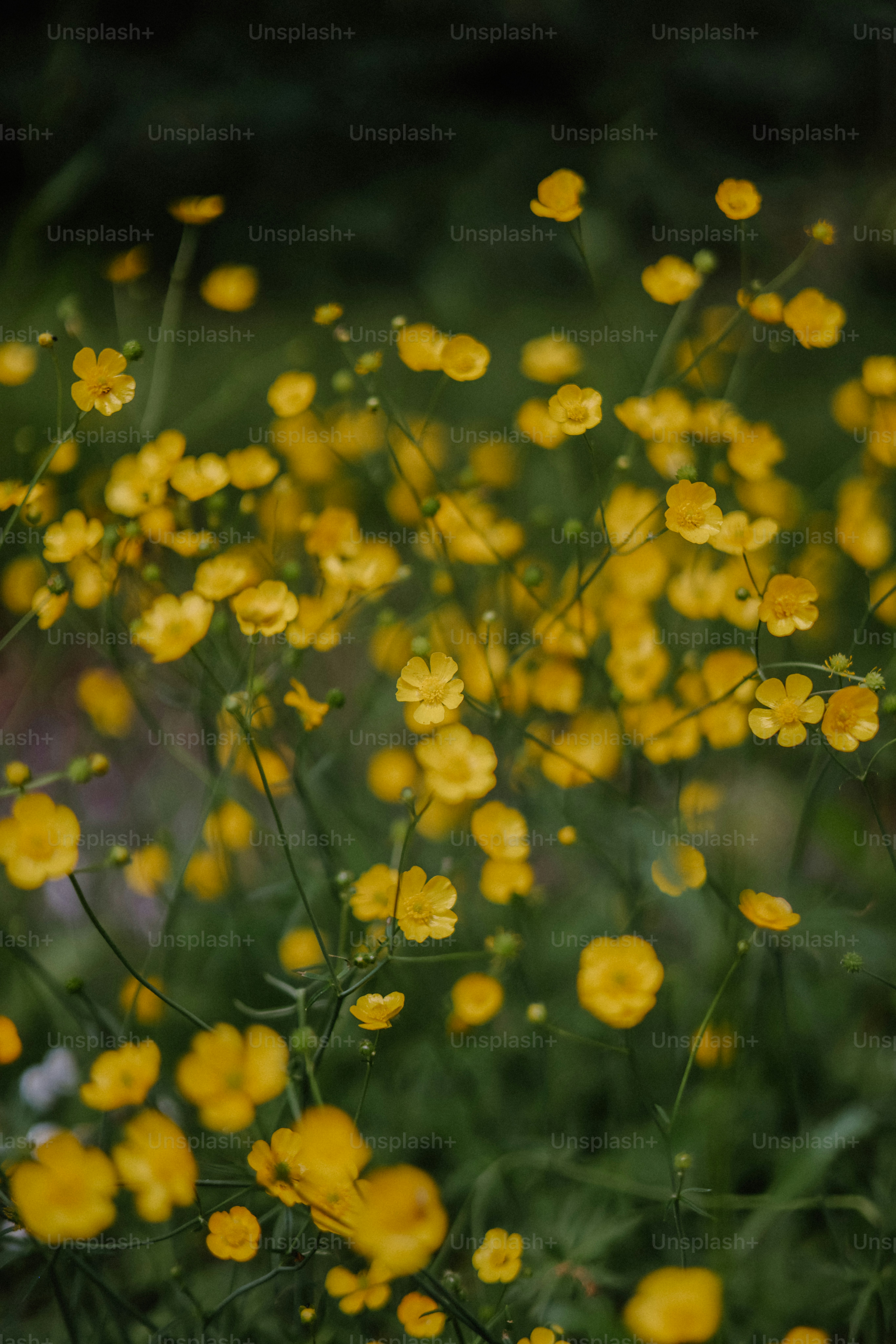 Bright yellow buttercups bloom in the field.