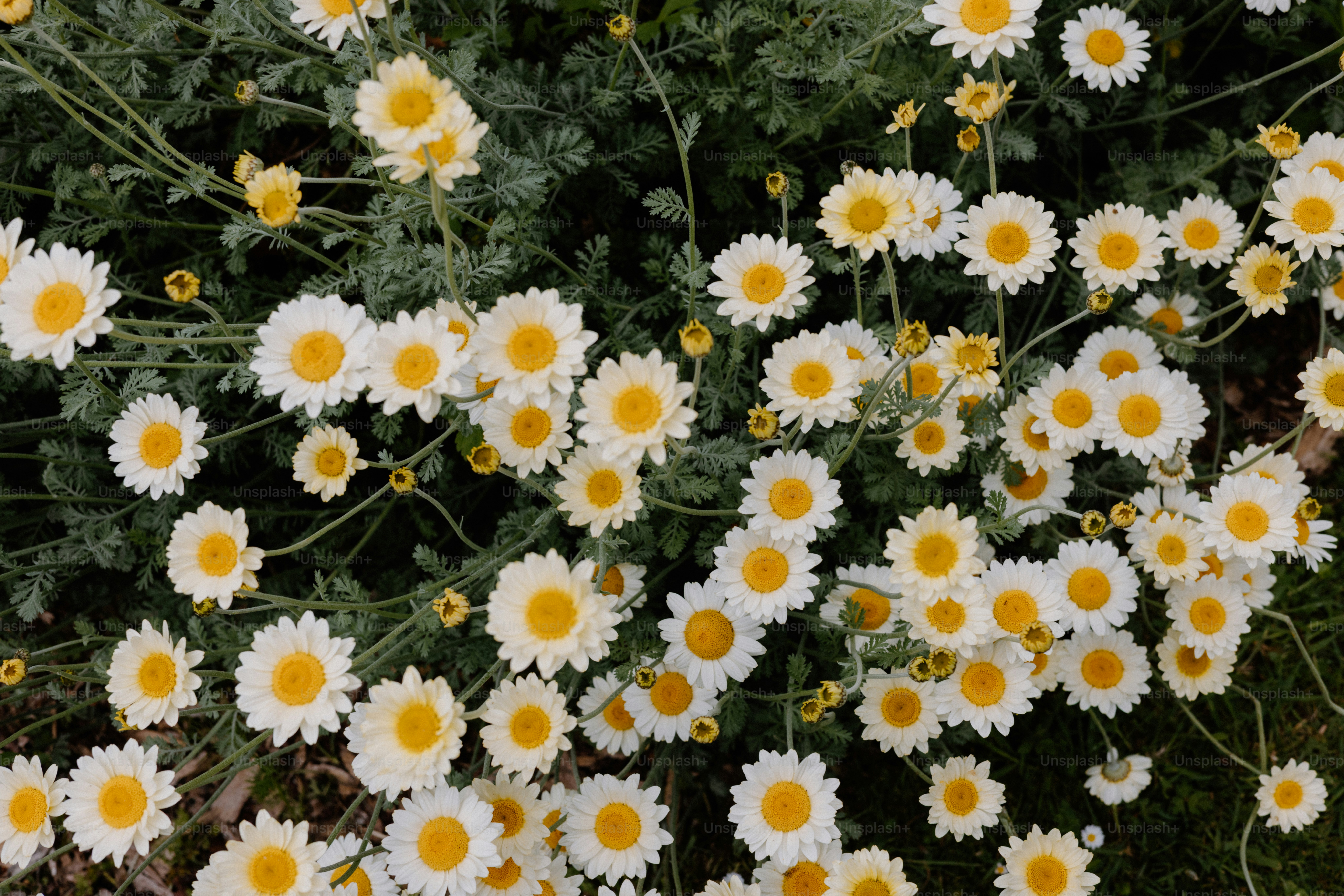 Des marguerites blanches et jaunes fleurissent dans un champ.
