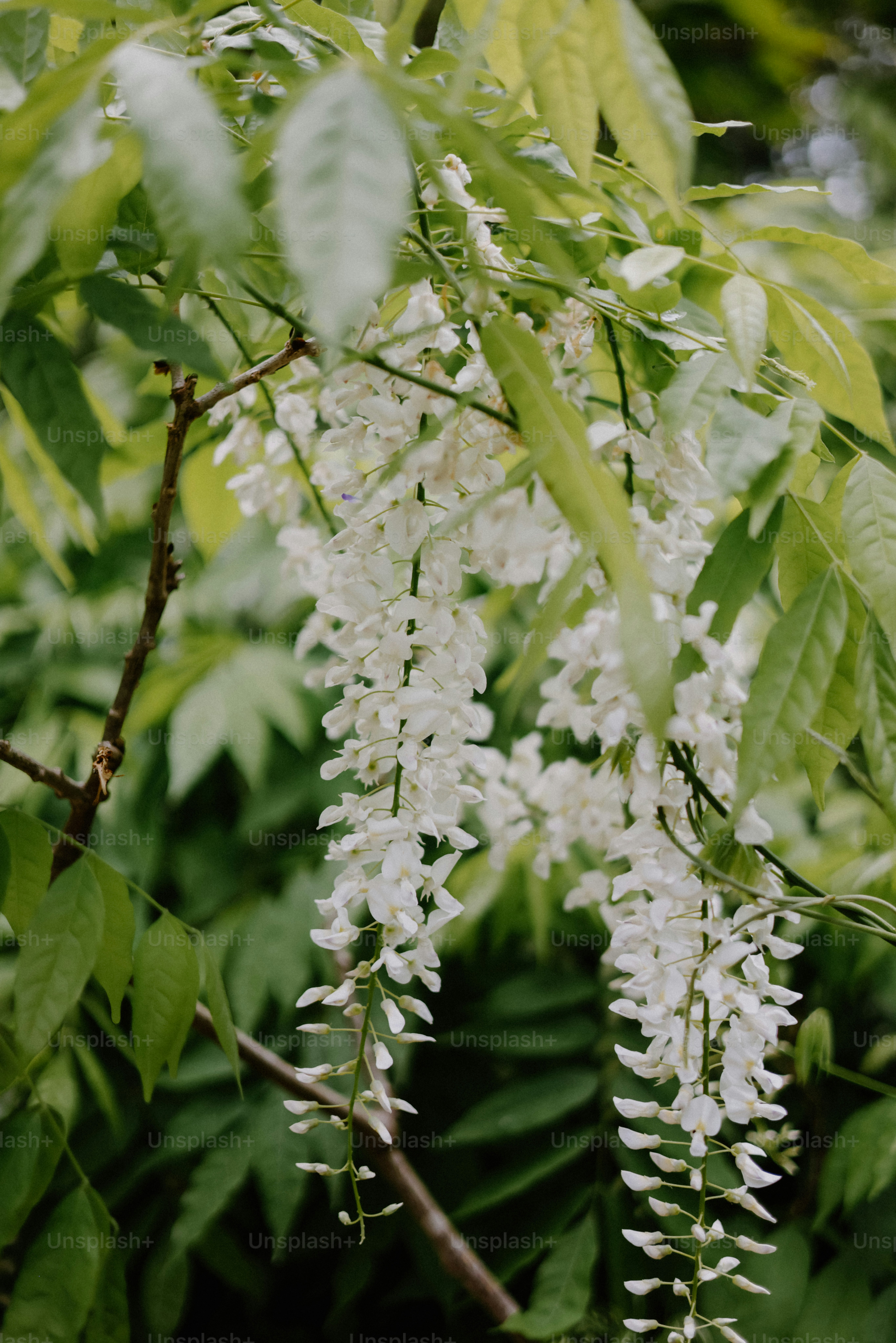 White wisteria flowers cascade from leafy green branches.