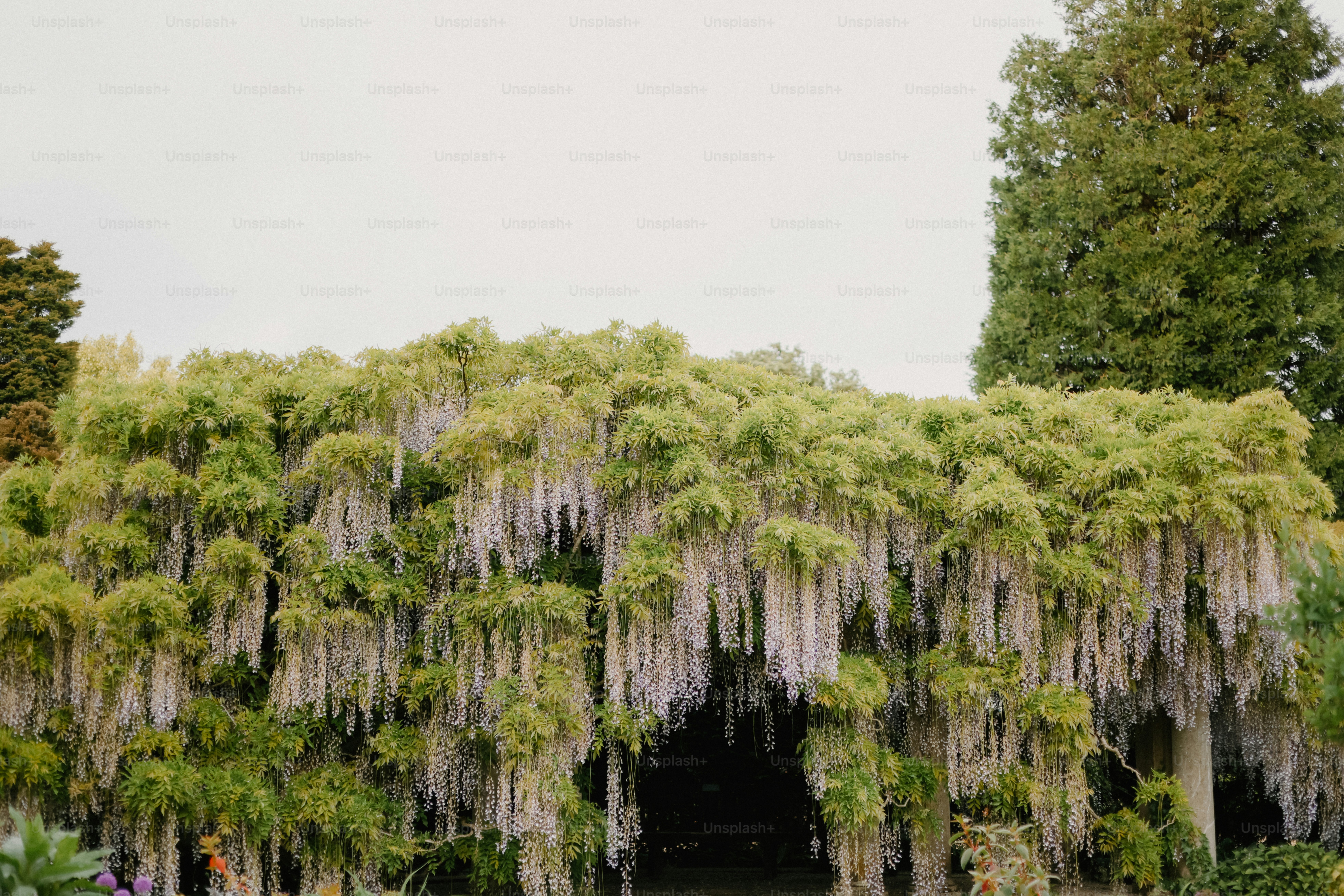 Wisteria blooms hang from a lush arbor.