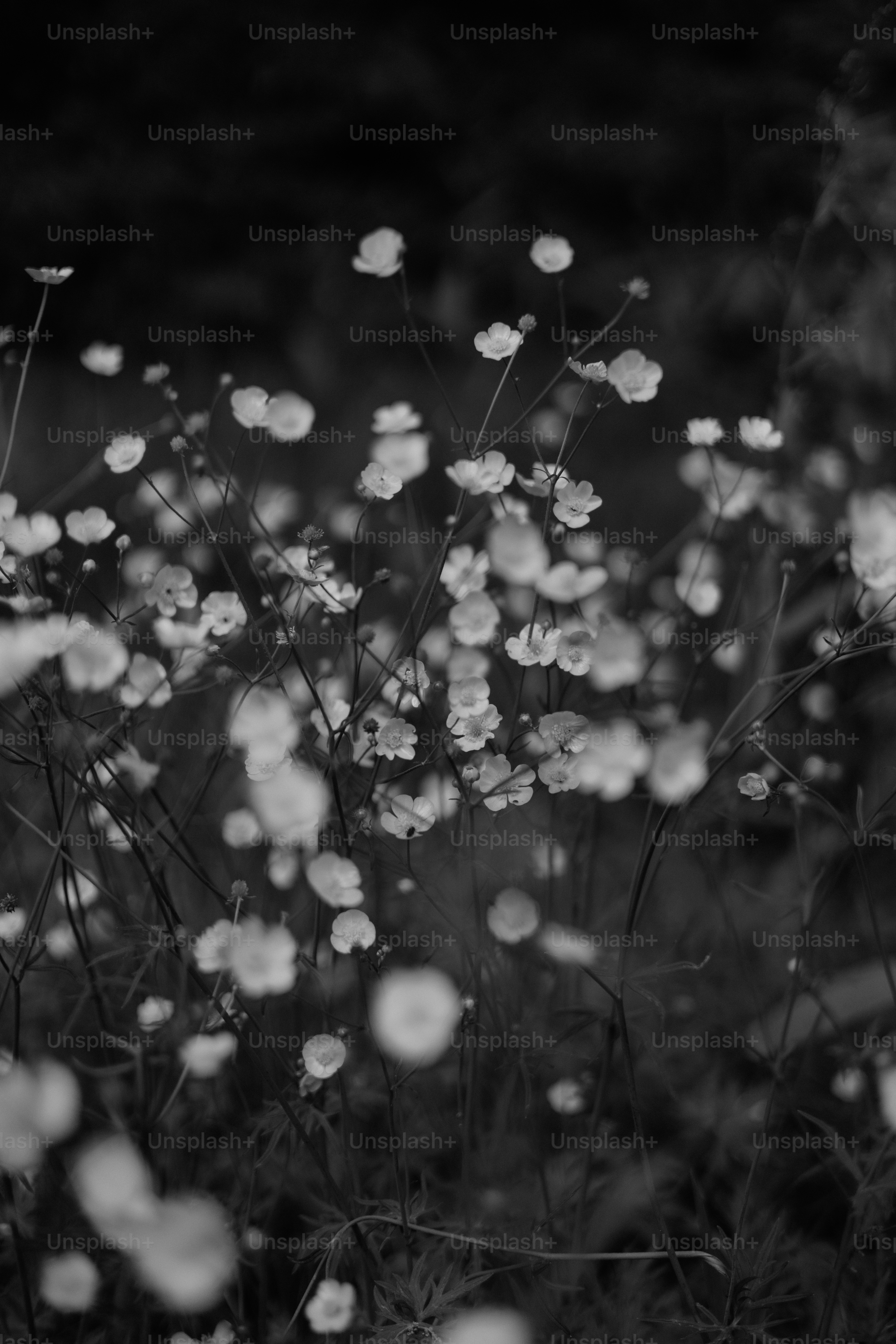 Delicate wildflowers in beautiful black and white.